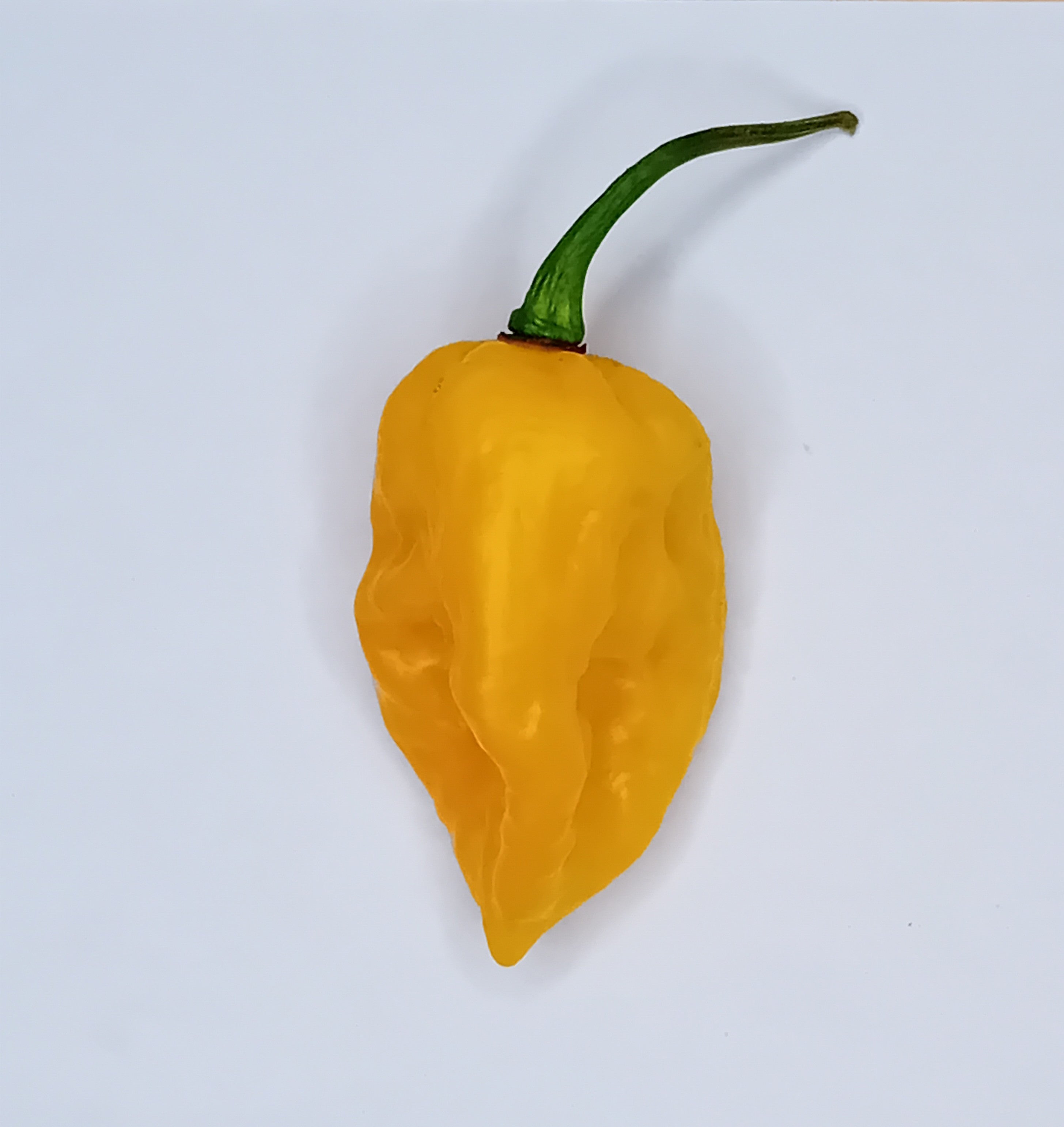 Pepper Seedling - Fatalii Gourmet Jigsaw Yellow
