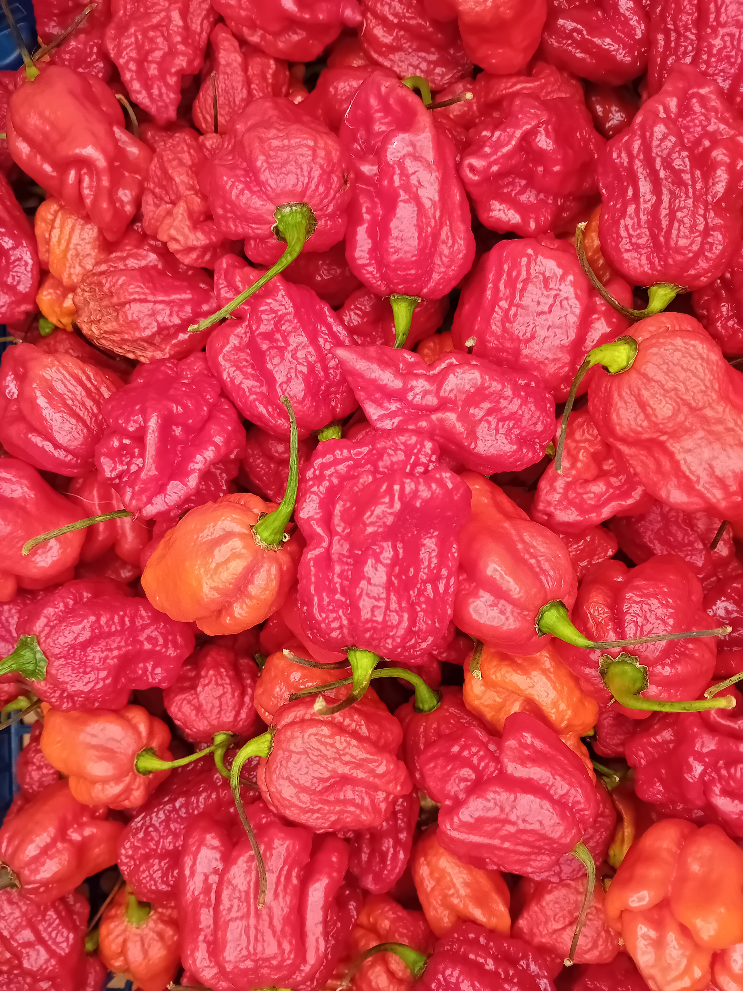 Pepper Seedling - Hurt Berry