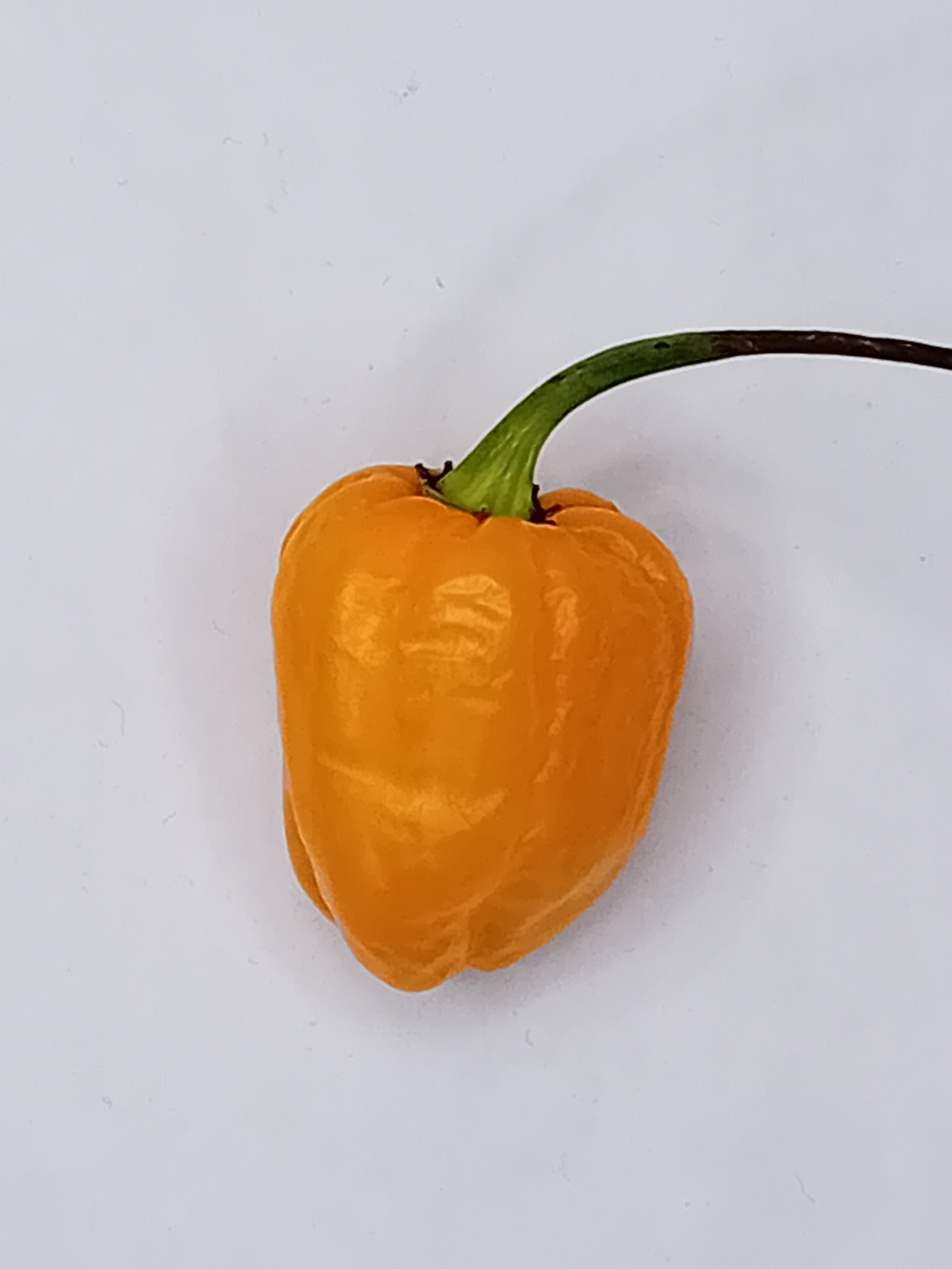 Seminţe Ardei - Habanero Pumpkin Peach