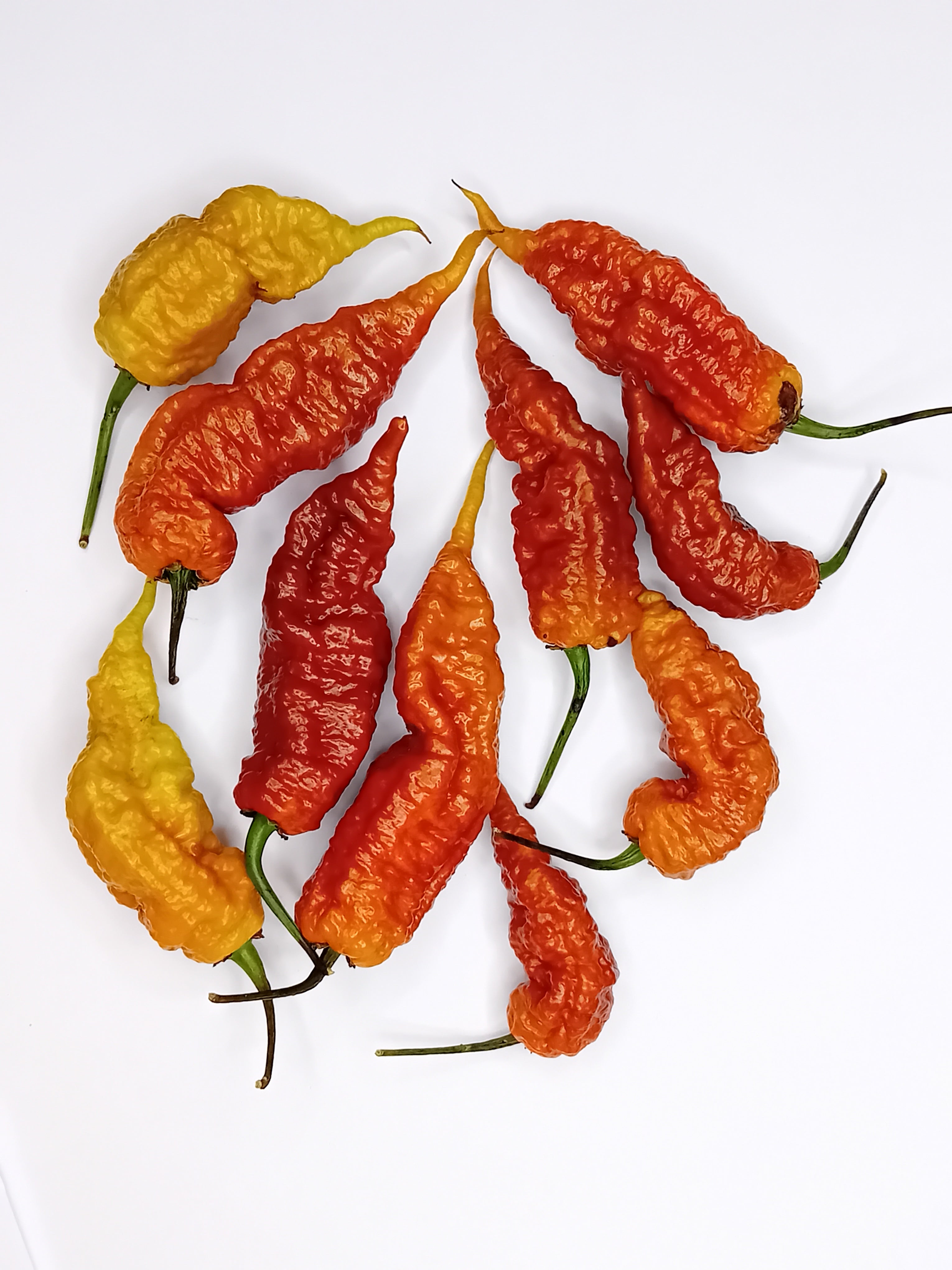 Seminţe Ardei - Tiberius Mauler Chocolate