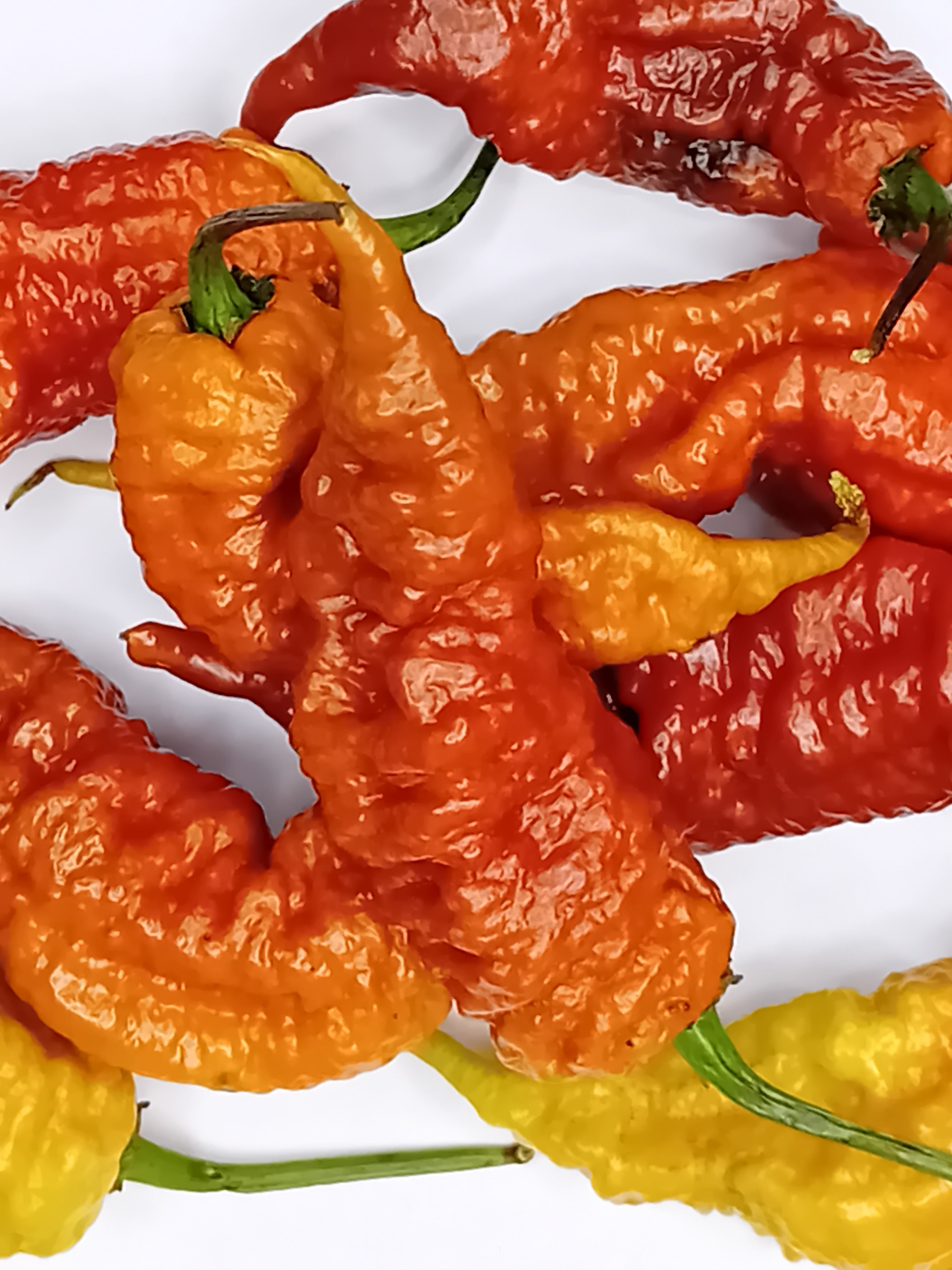 Seminţe Ardei - Tiberius Mauler Chocolate