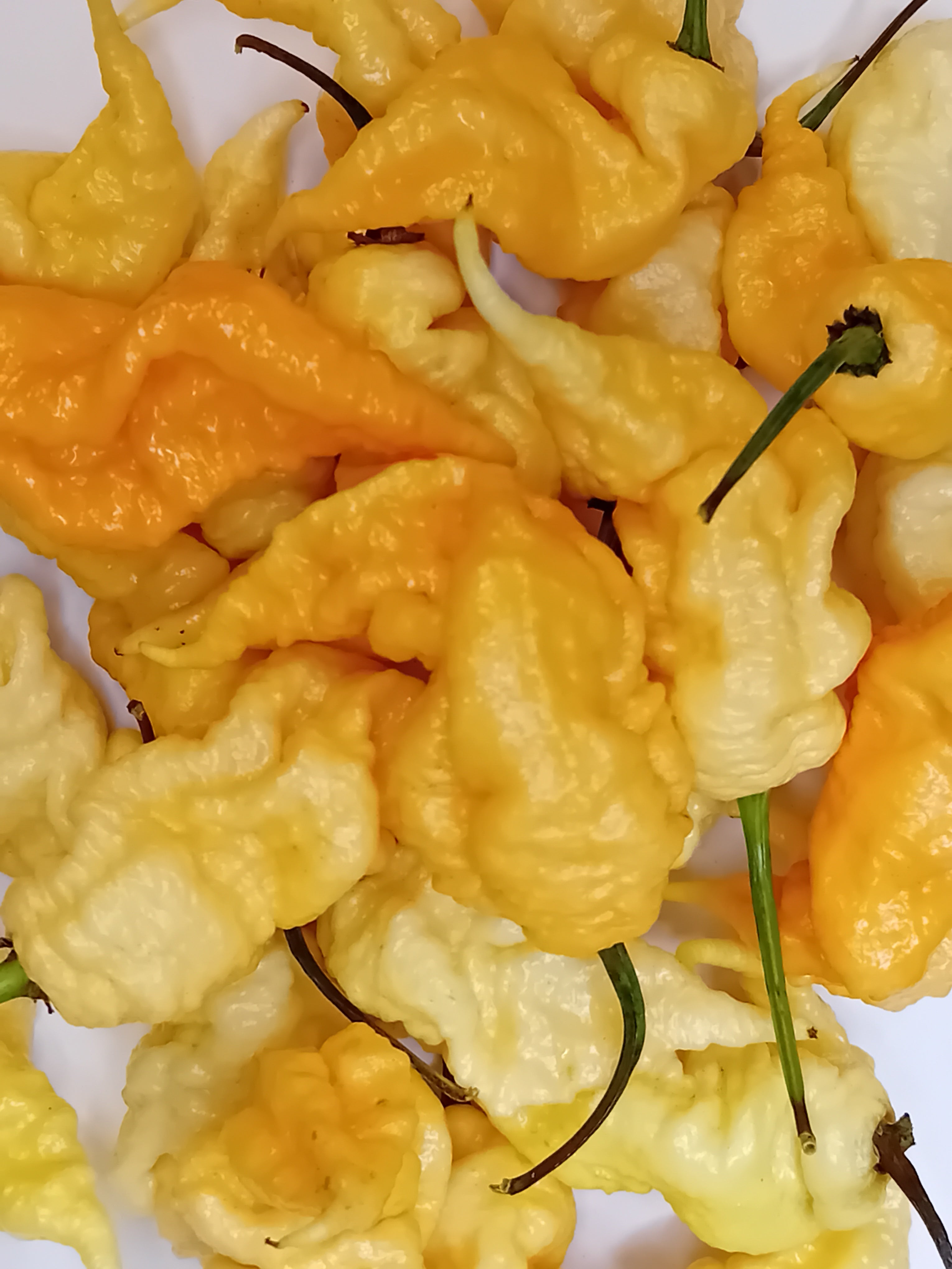 Seminţe Ardei - Tiberius Mauler Peach