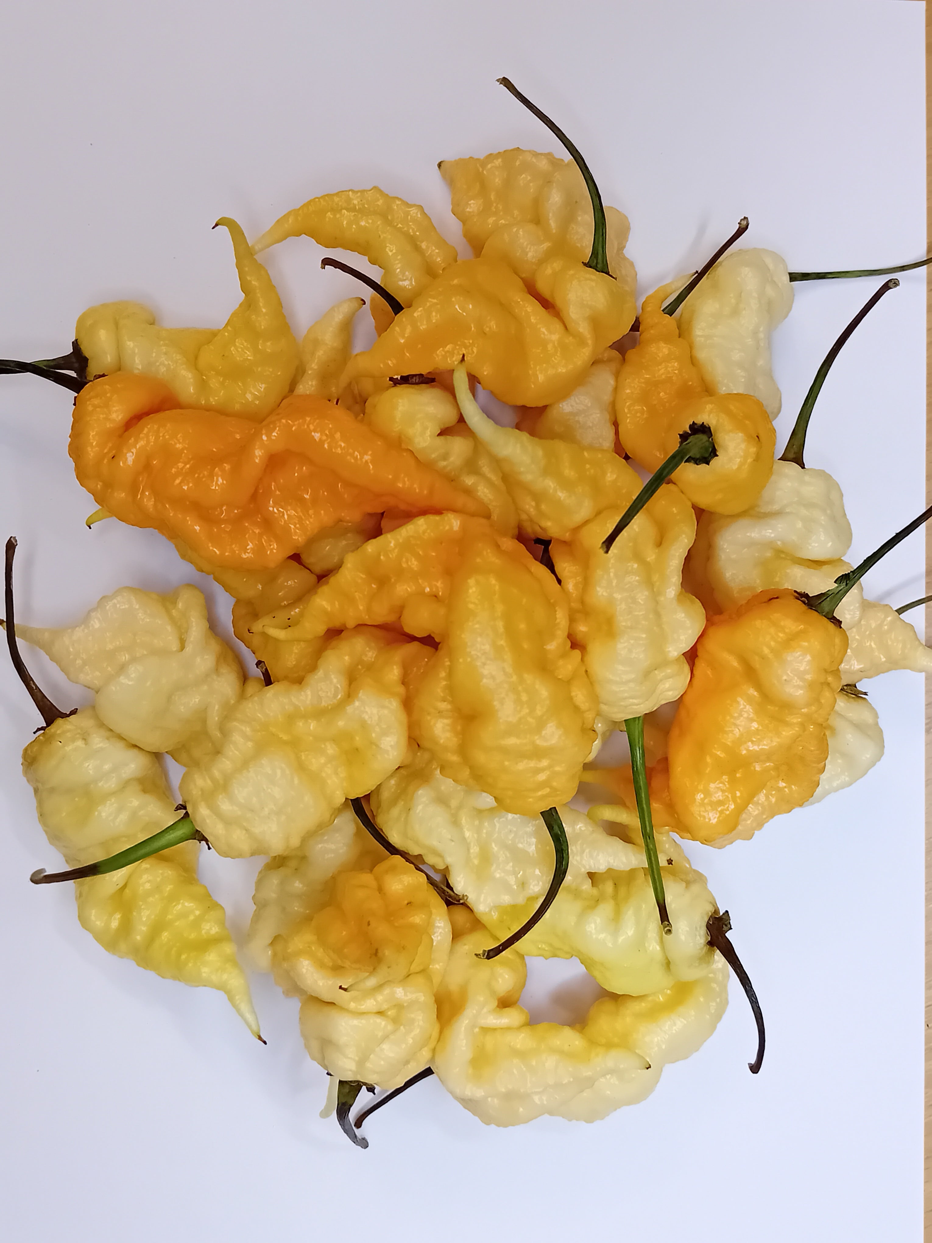 Seminţe Ardei - Tiberius Mauler Peach