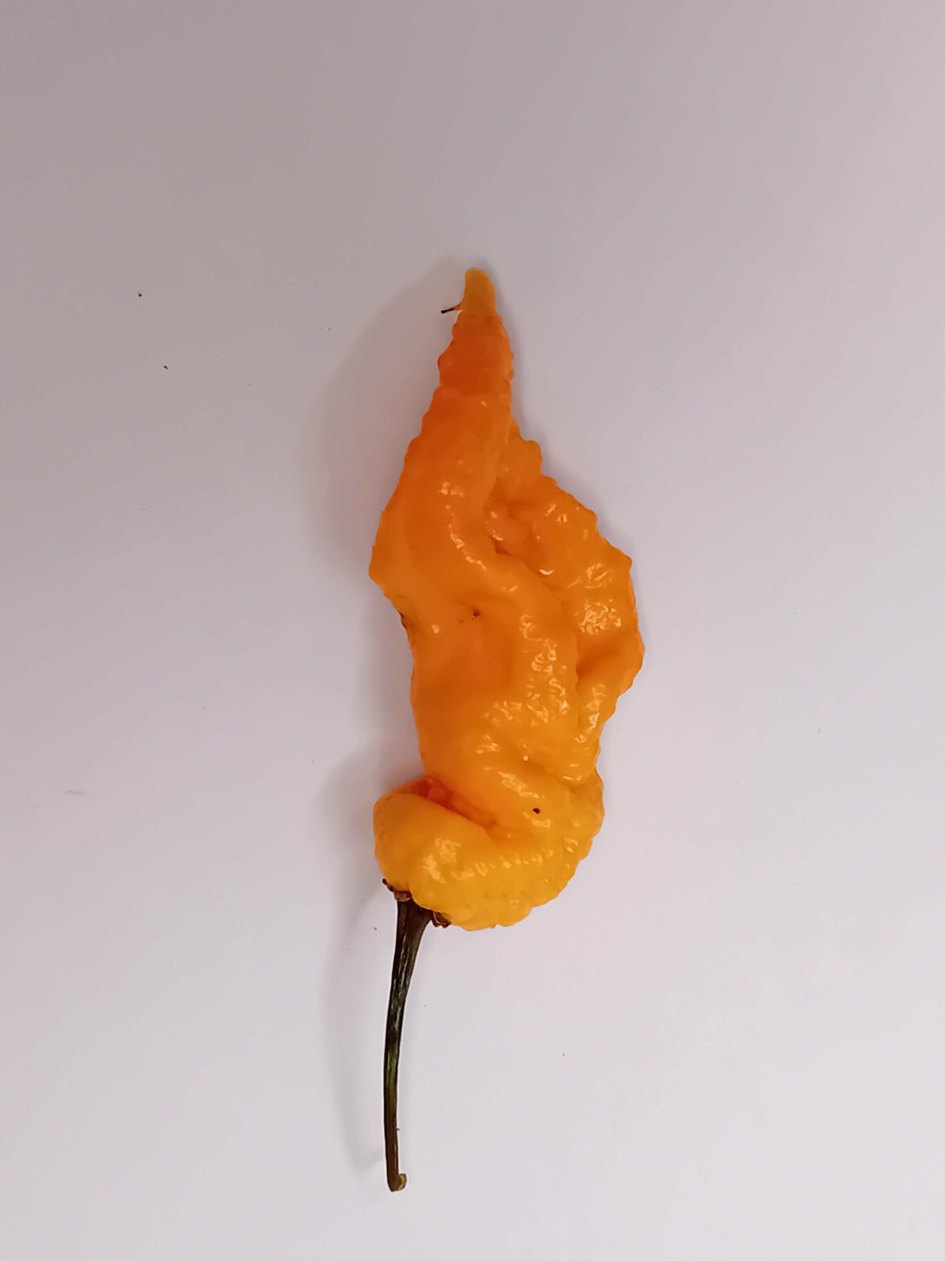 Seminţe Ardei - Tiberius Mauler Peach