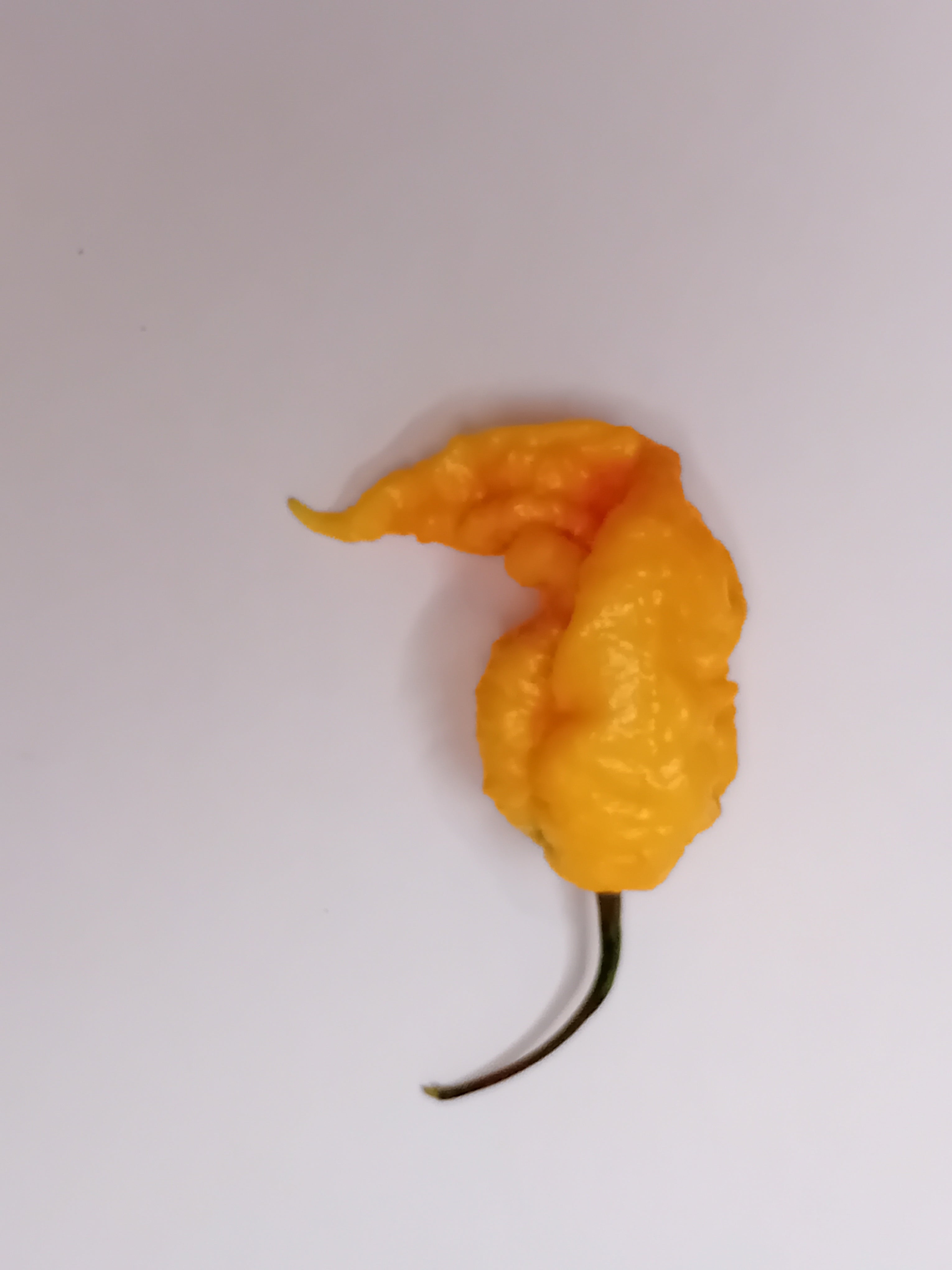 Seminţe Ardei - Tiberius Mauler Peach