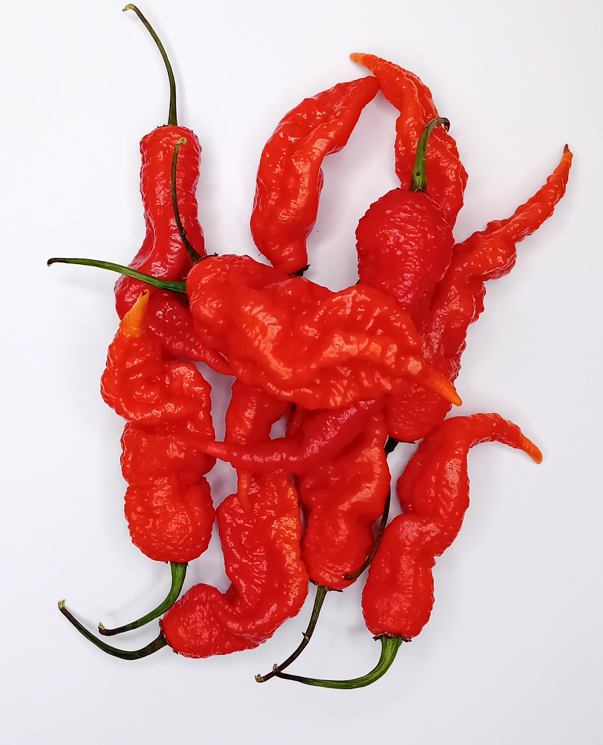 Seminţe Ardei - Tiberius Mauler Red