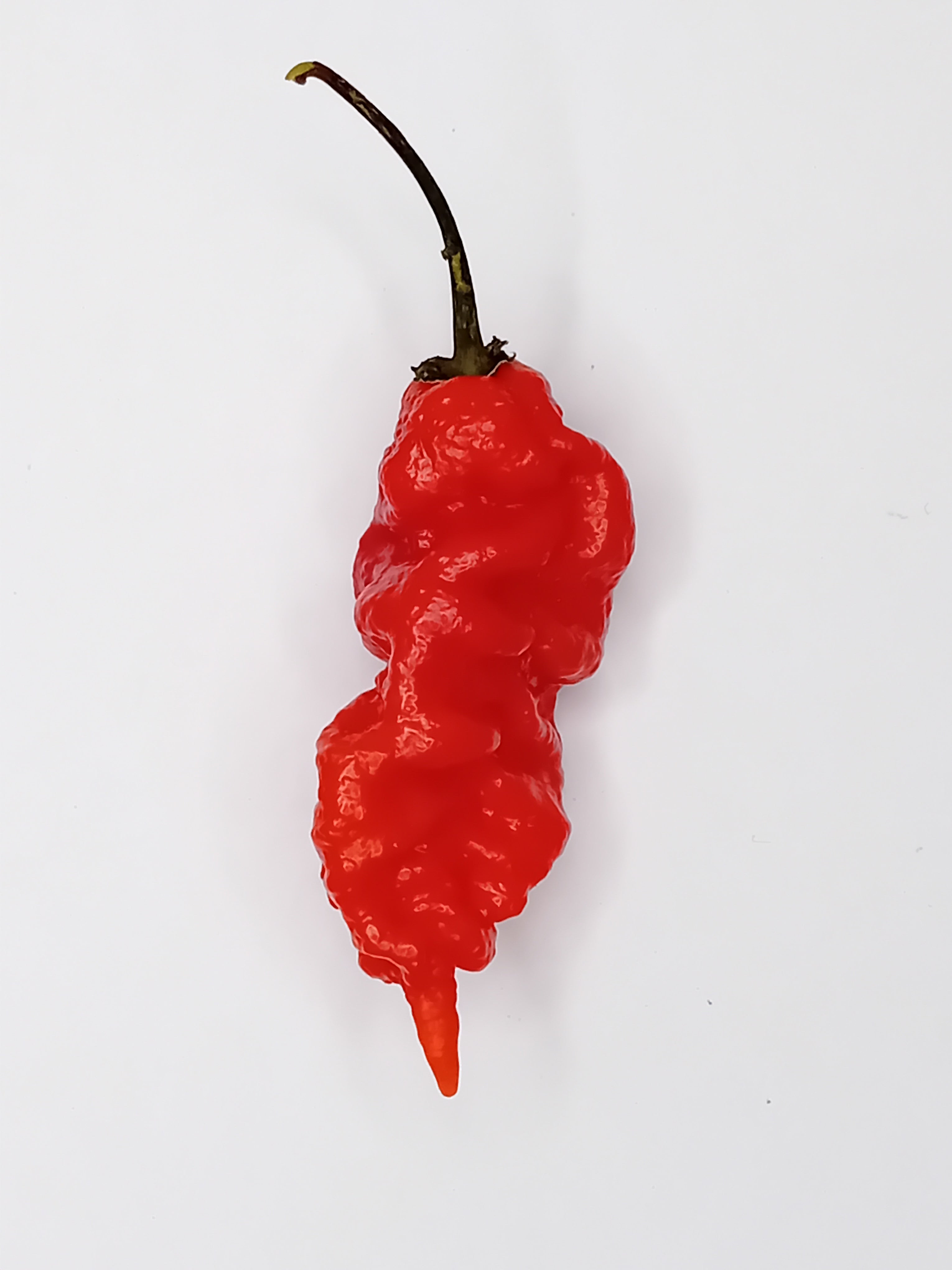 Seminţe Ardei - Tiberius Mauler Red