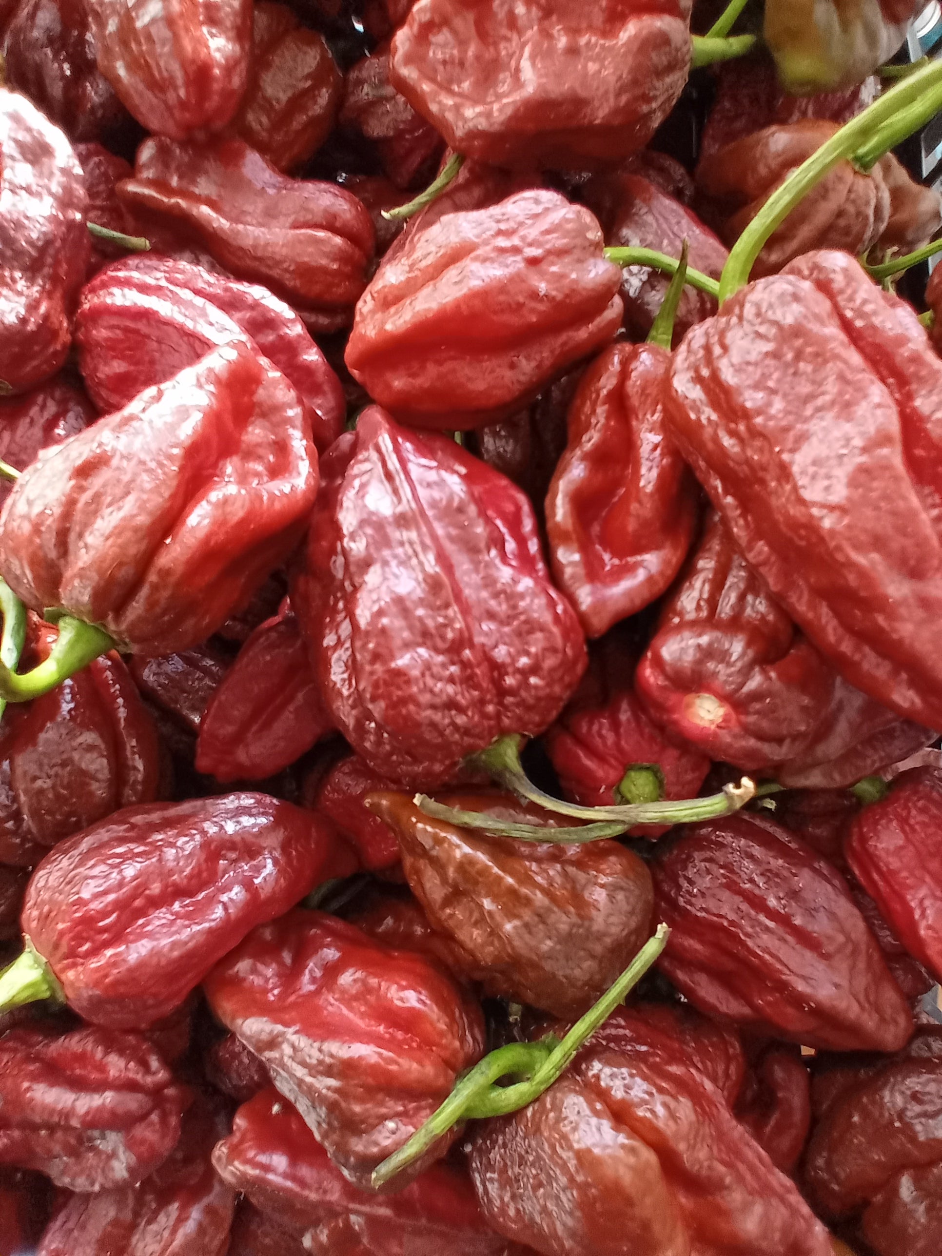 Răsad Ardei - Bhutlah Chocolate