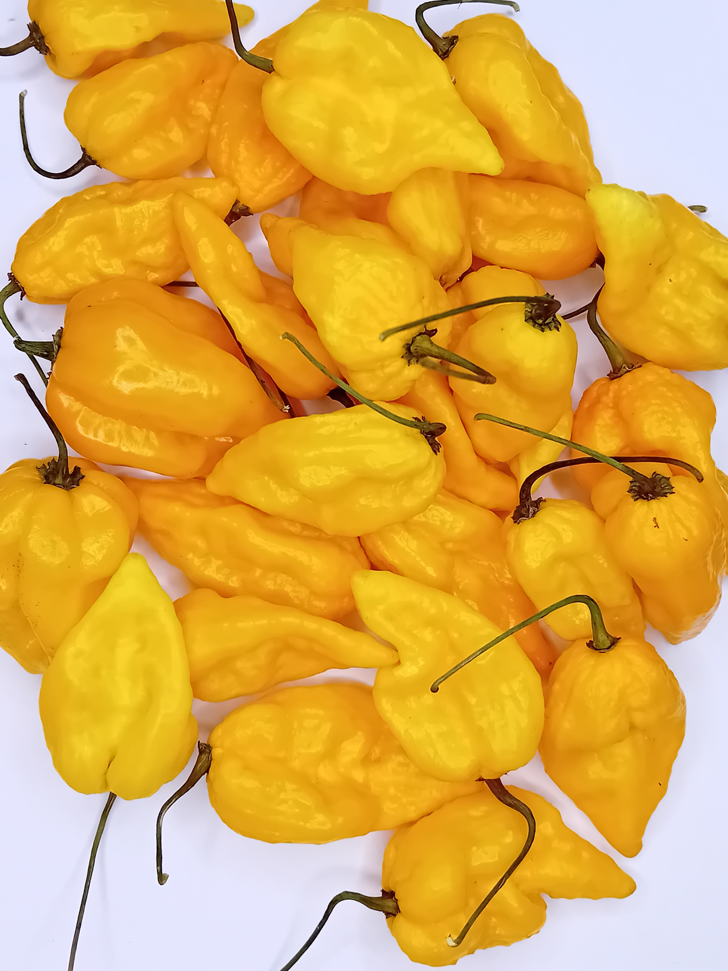 Pepper Seedling - Devil's Tongue Yellow