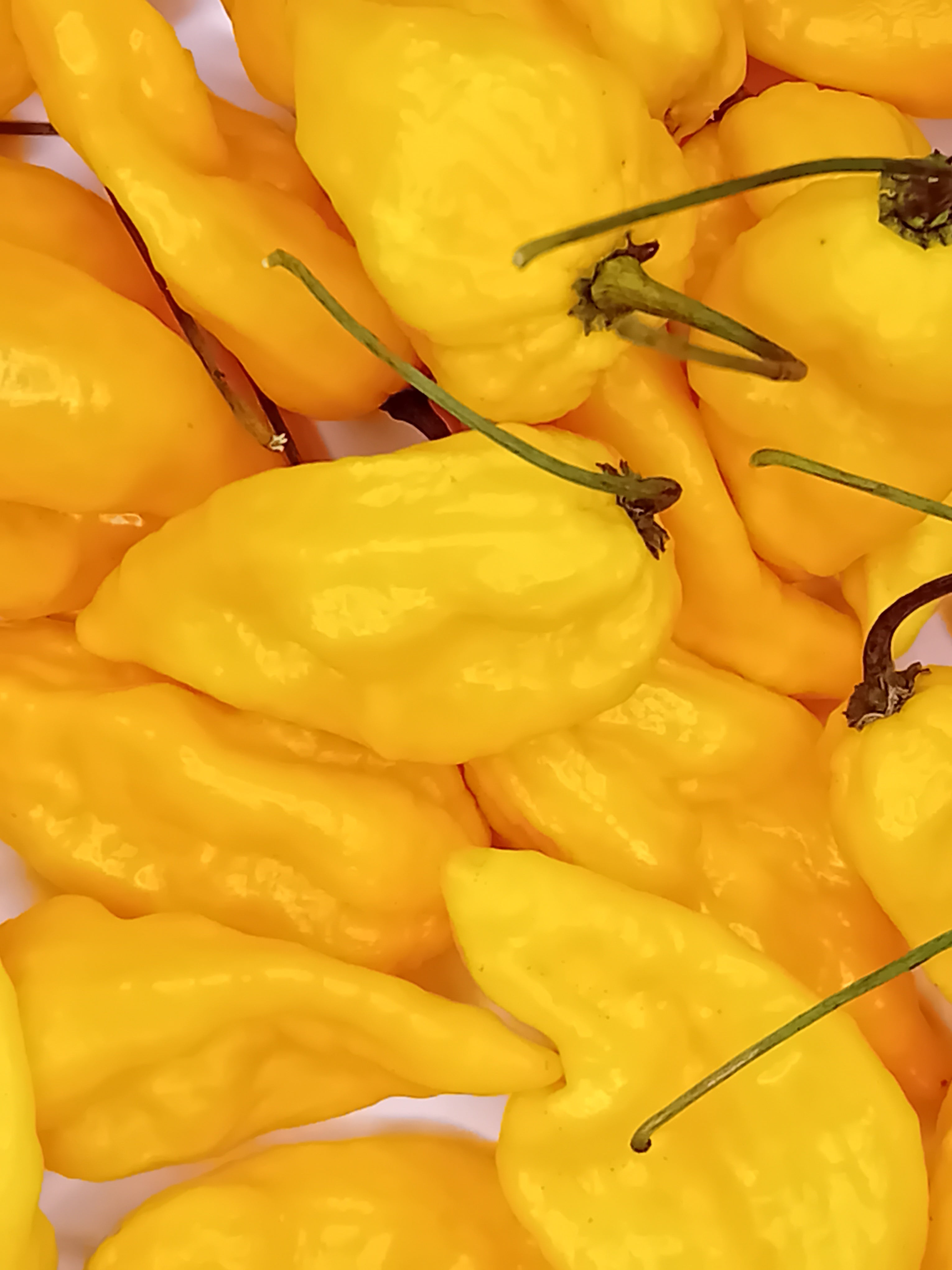 Pepper Seedling - Devil's Tongue Yellow