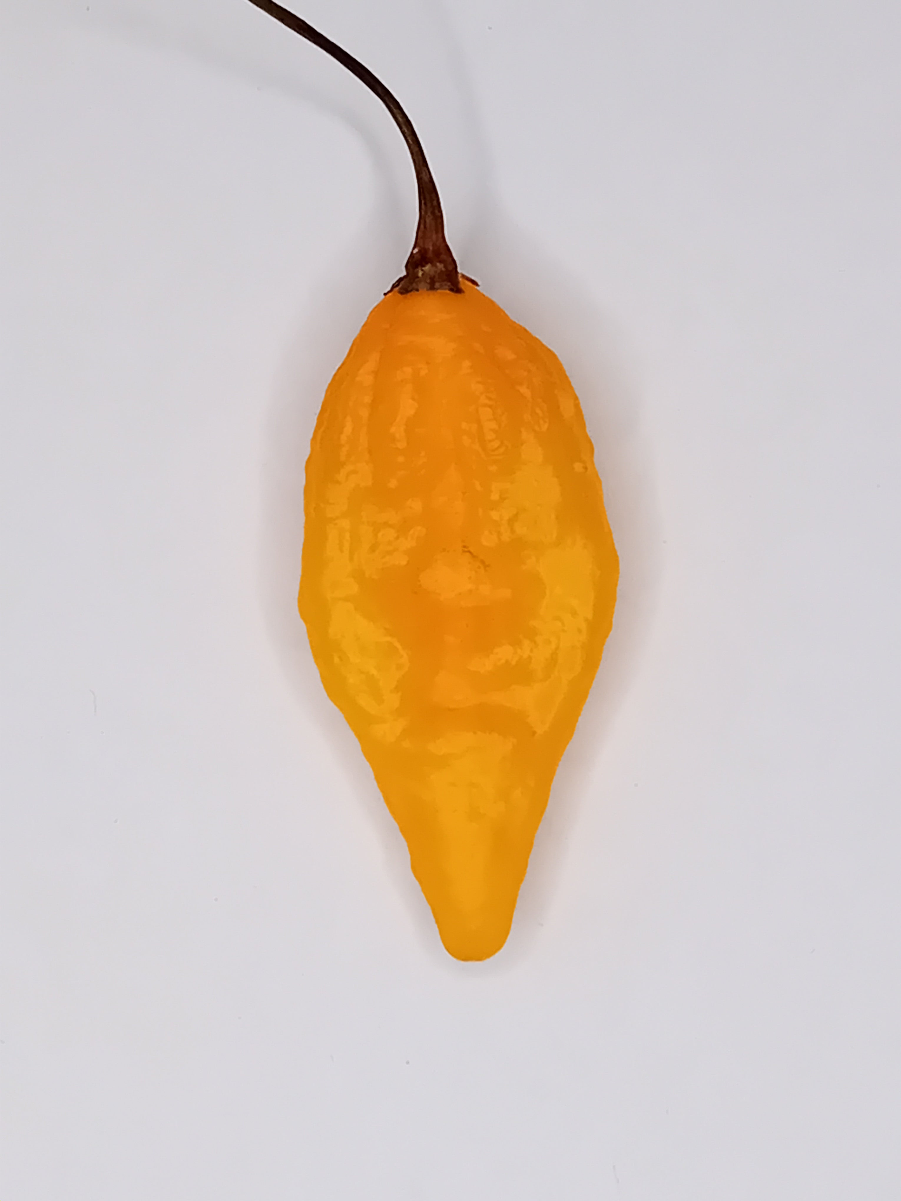 Pepper Seedling - Devil's Tongue Yellow