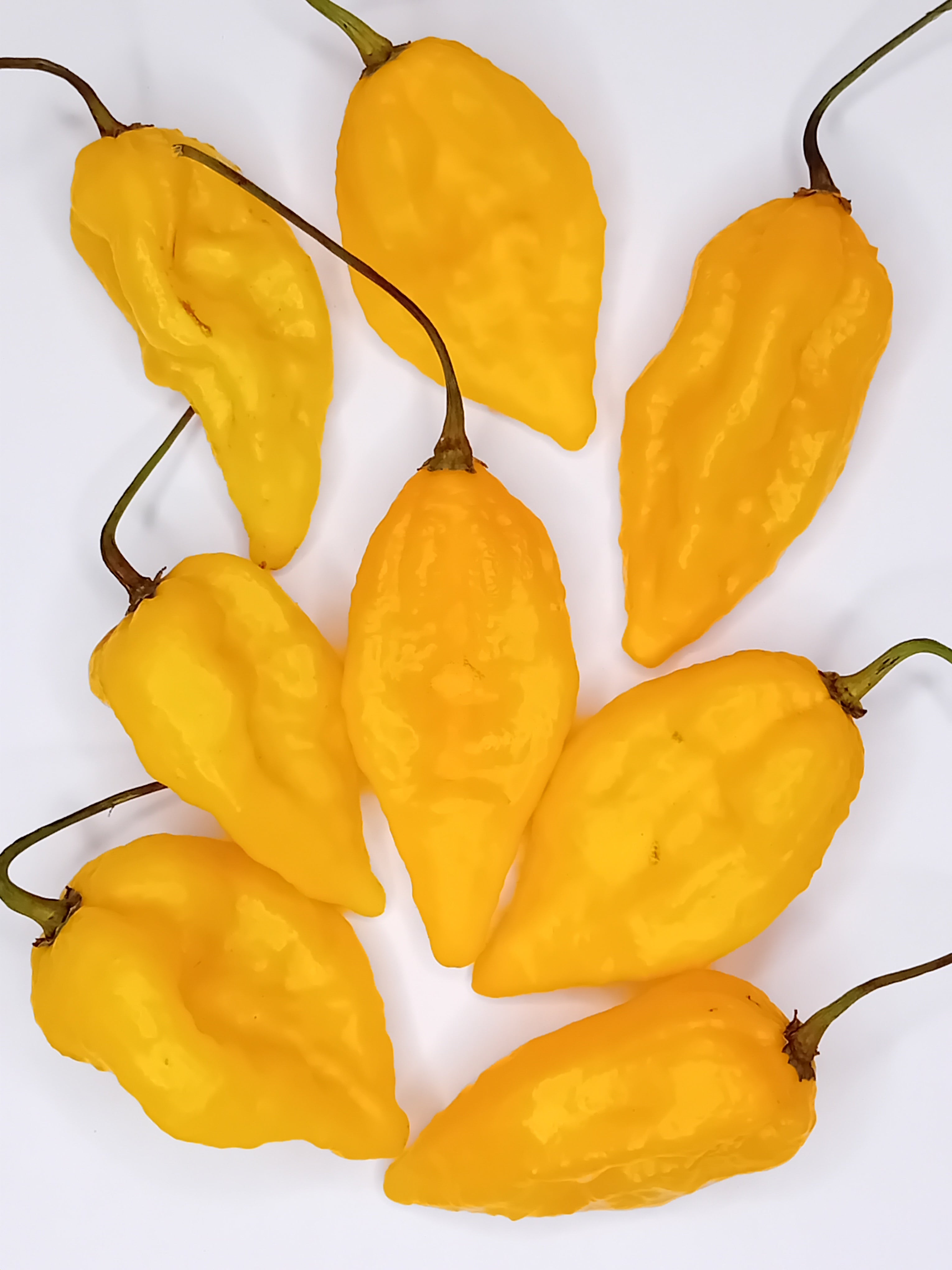 Pepper Seedling - Devil's Tongue Yellow