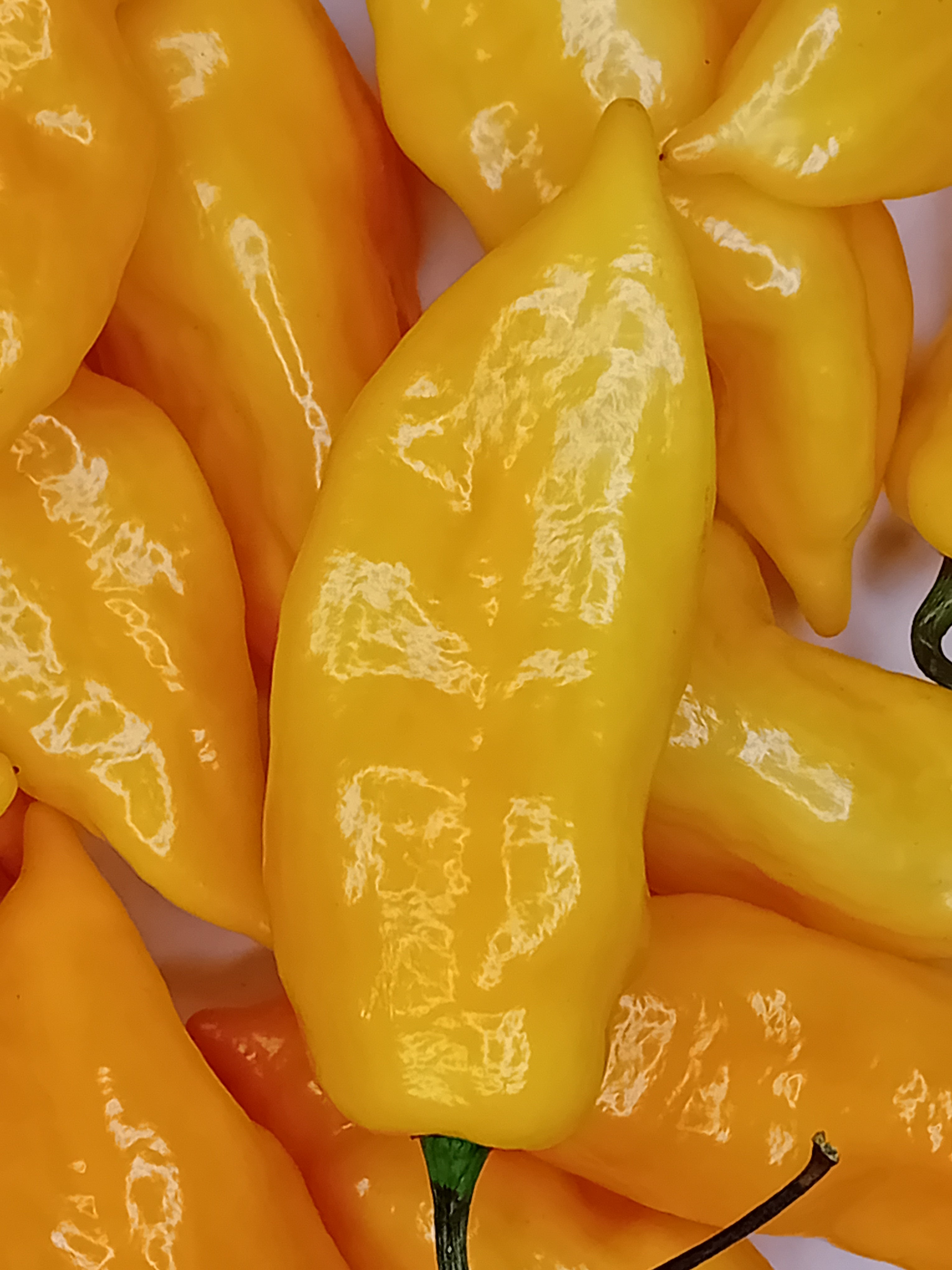 Seminţe Ardei - Habanero Montego Bay