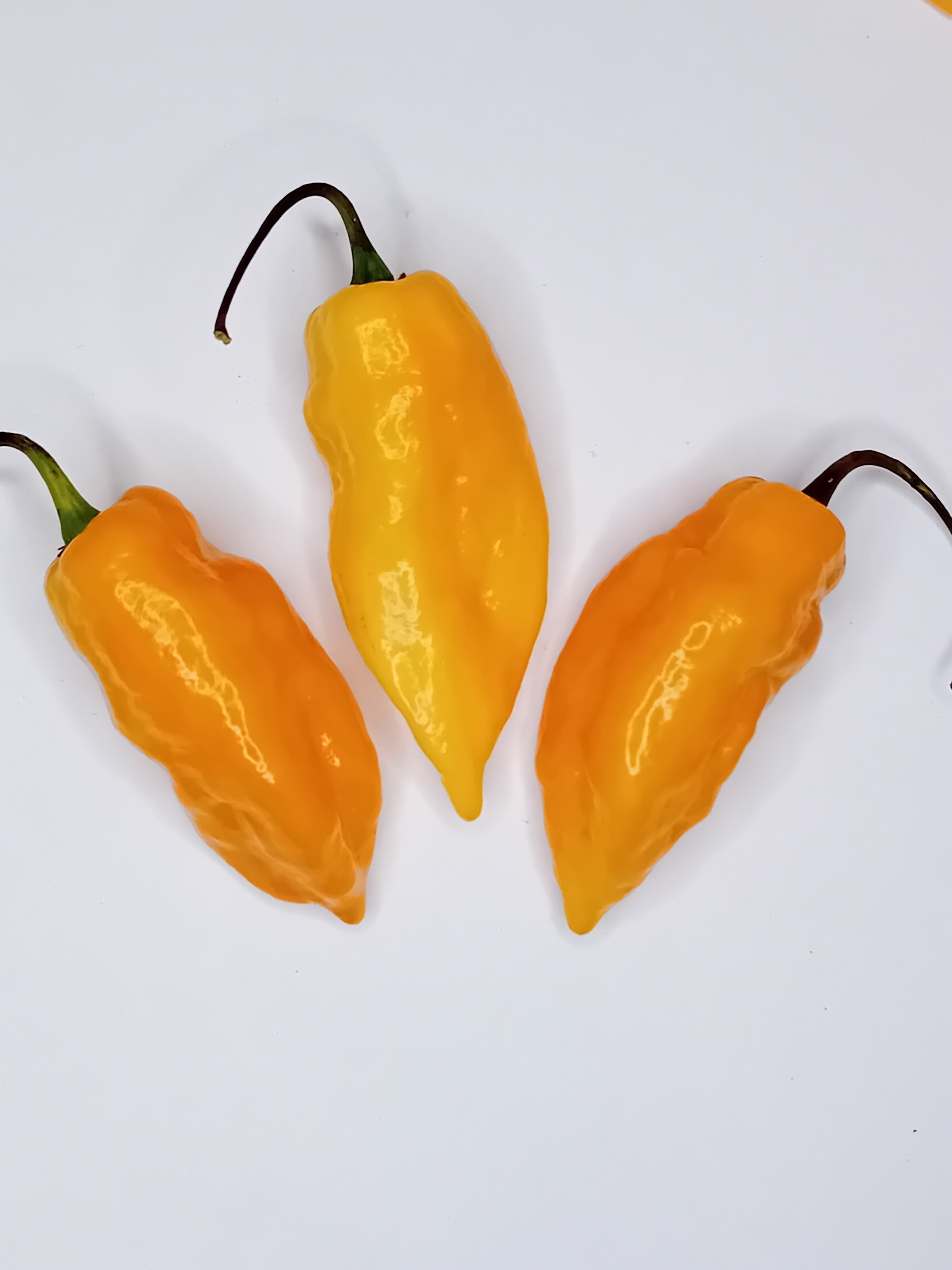 Seminţe Ardei - Habanero Montego Bay