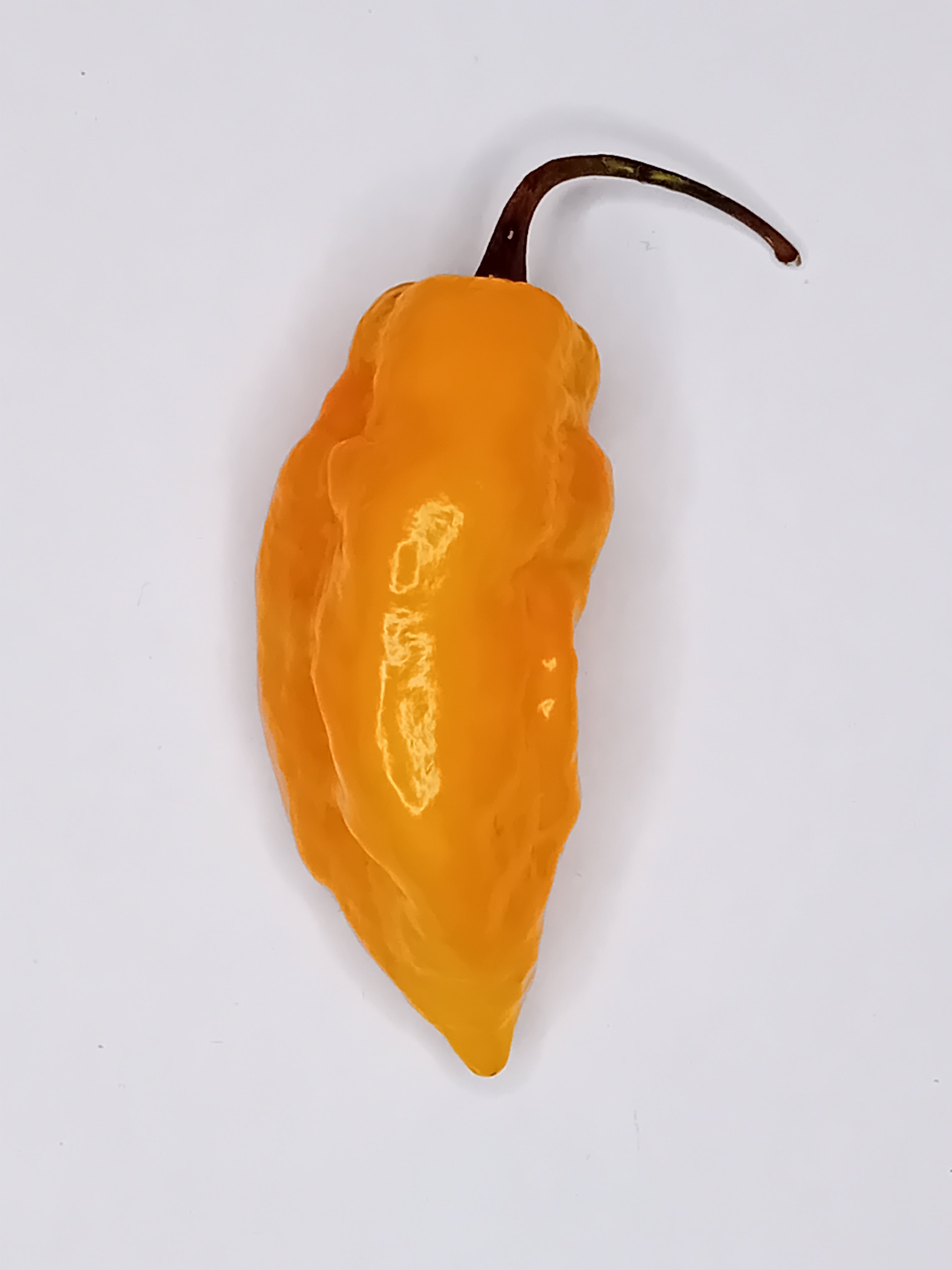 Seminţe Ardei - Habanero Montego Bay