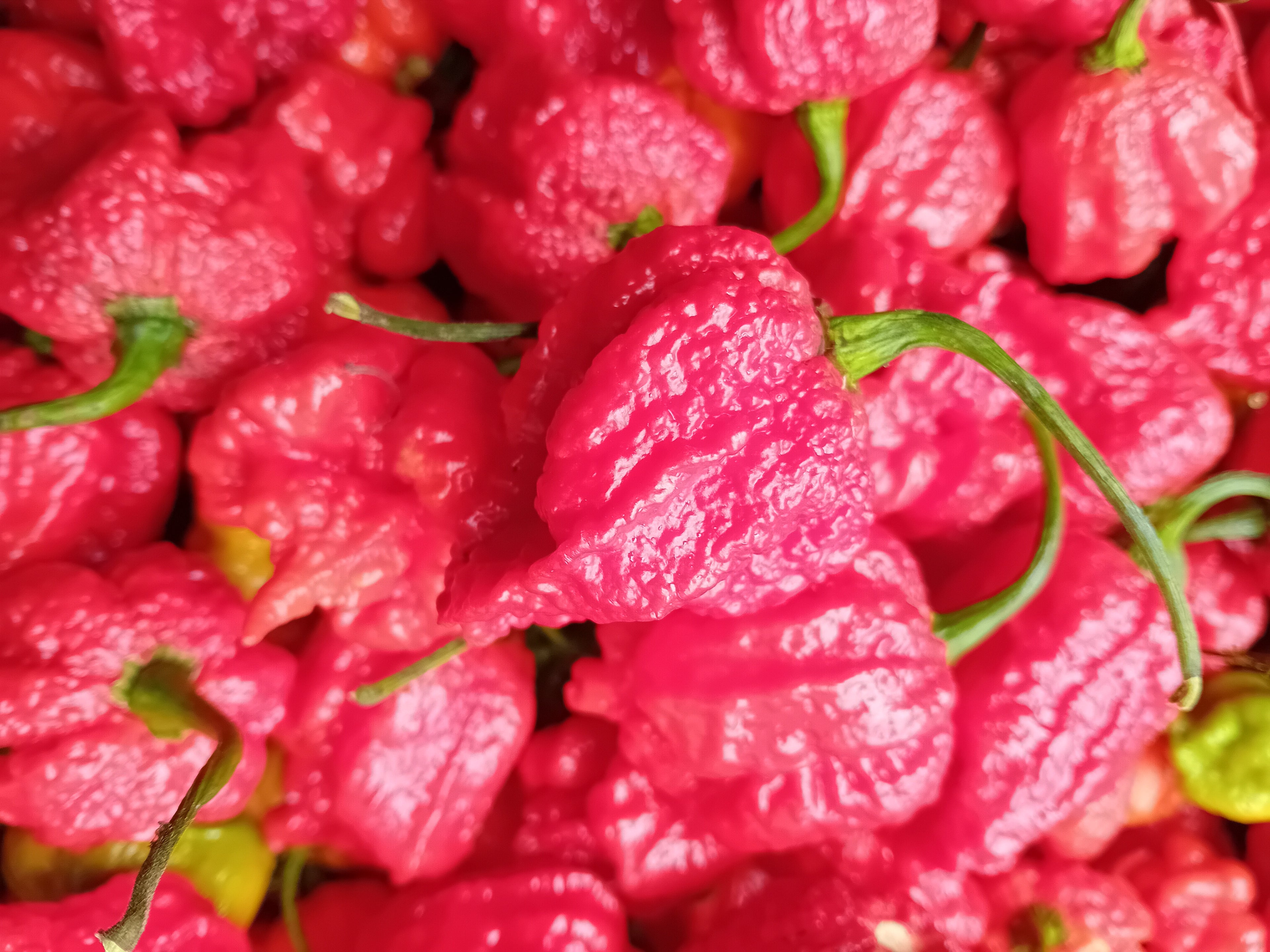 Seminţe Ardei - Hurt Berry