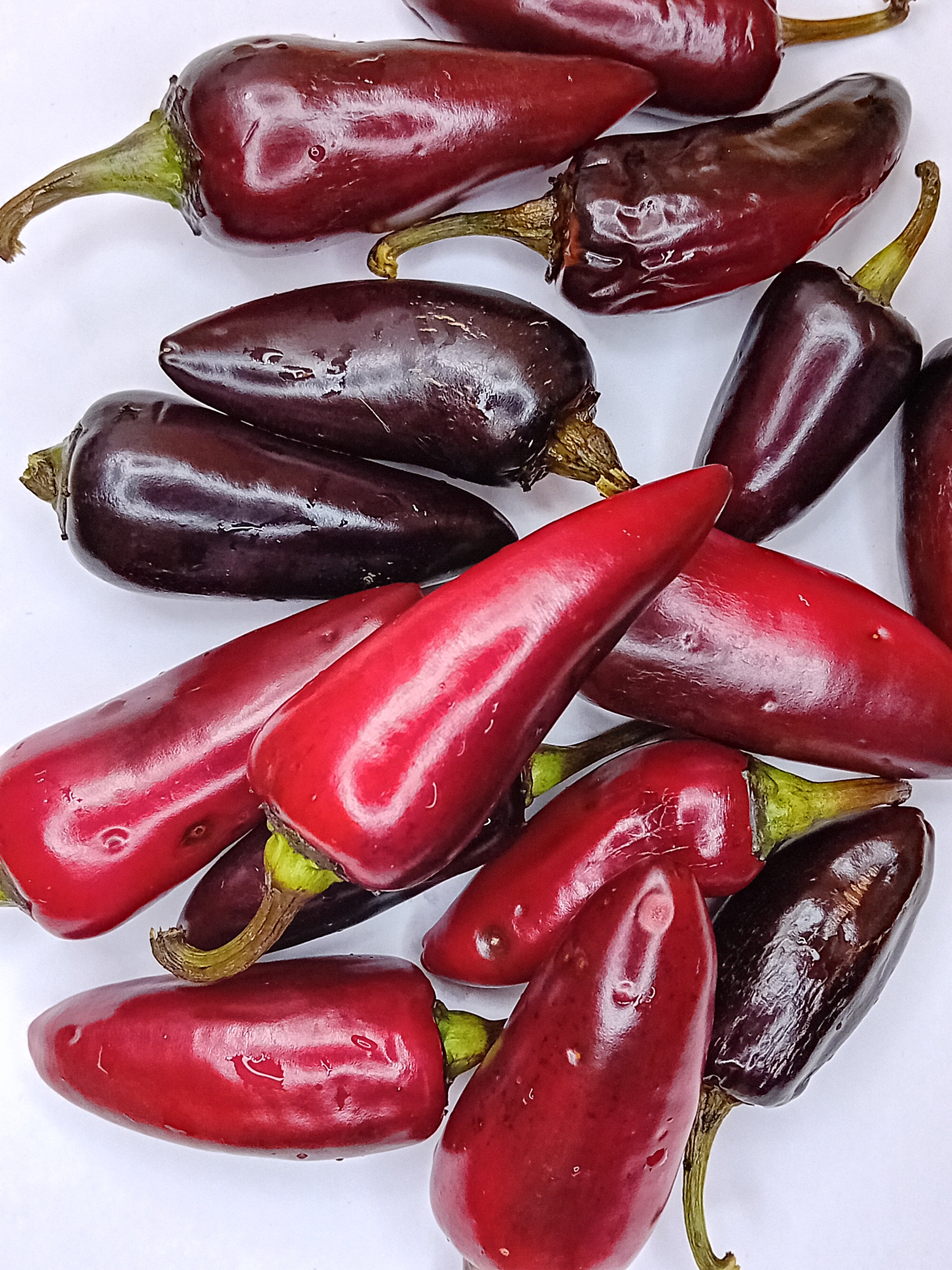 Seminţe Ardei - Jalapeno Purple