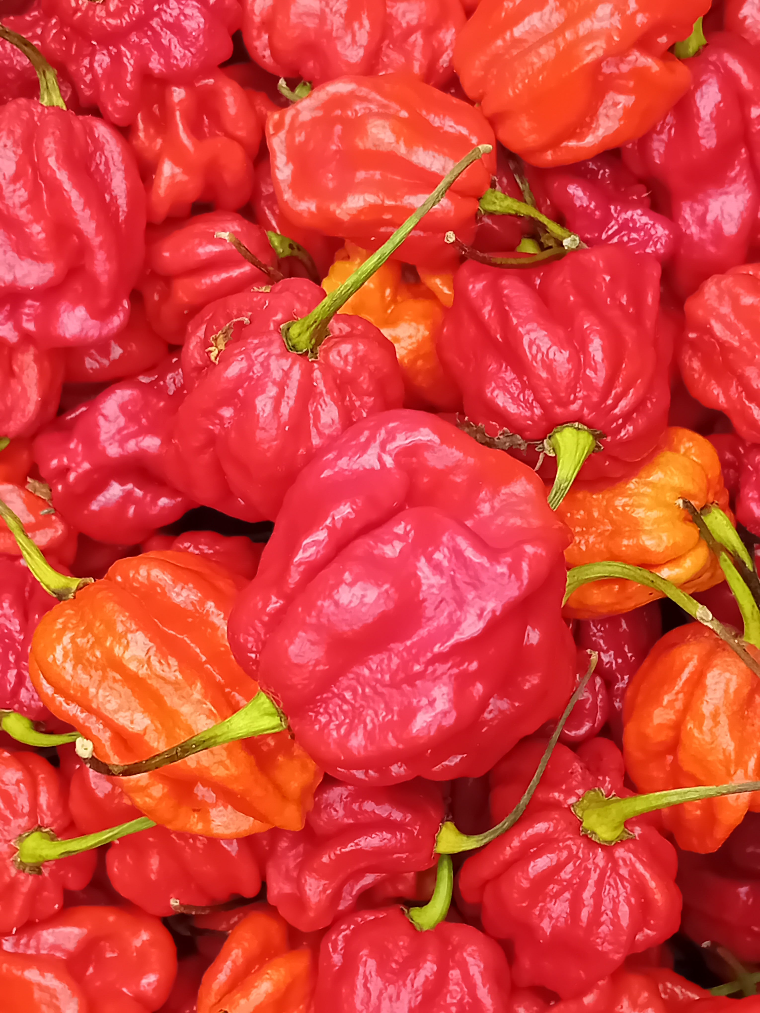 Răsad Ardei - 7 Pot Douglah Red