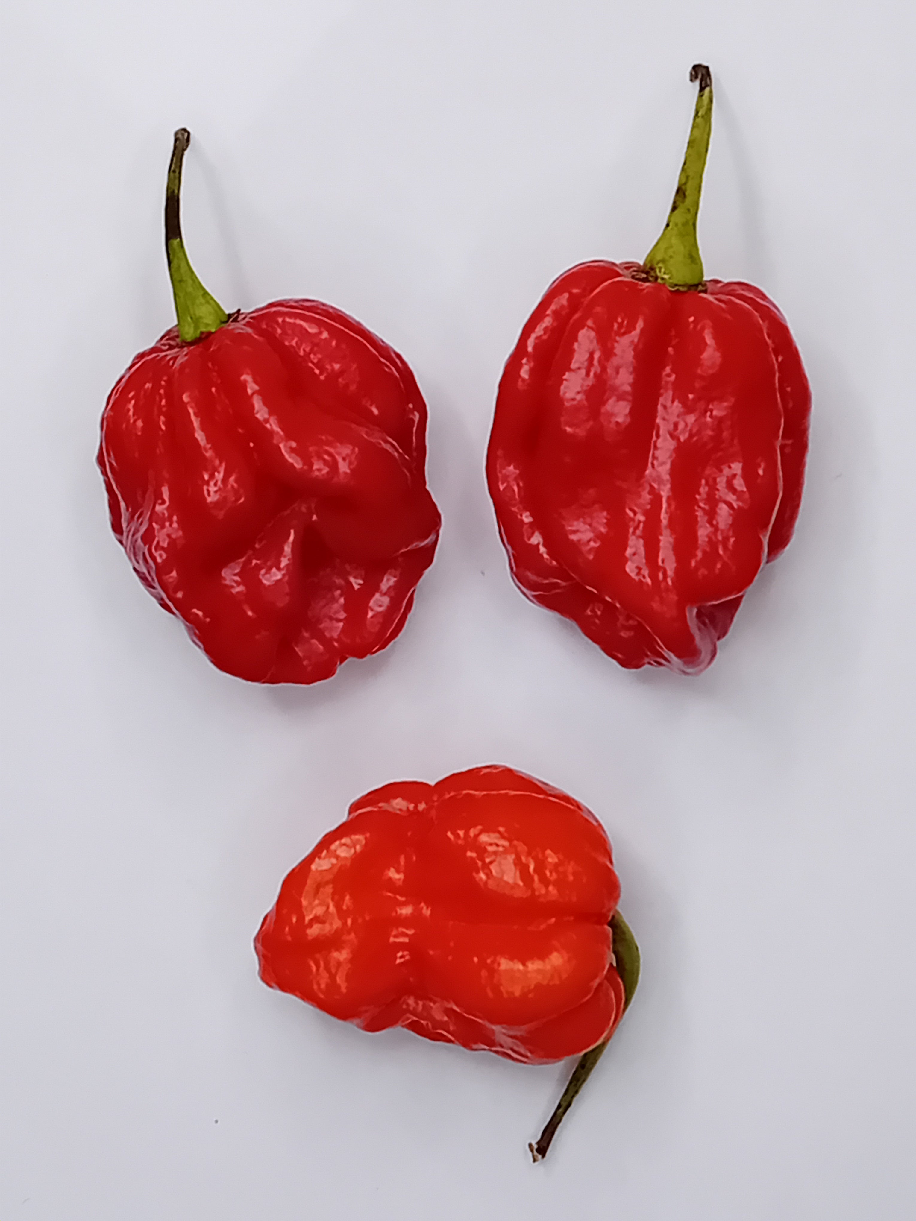 Răsad Ardei - 7 Pot Douglah Red