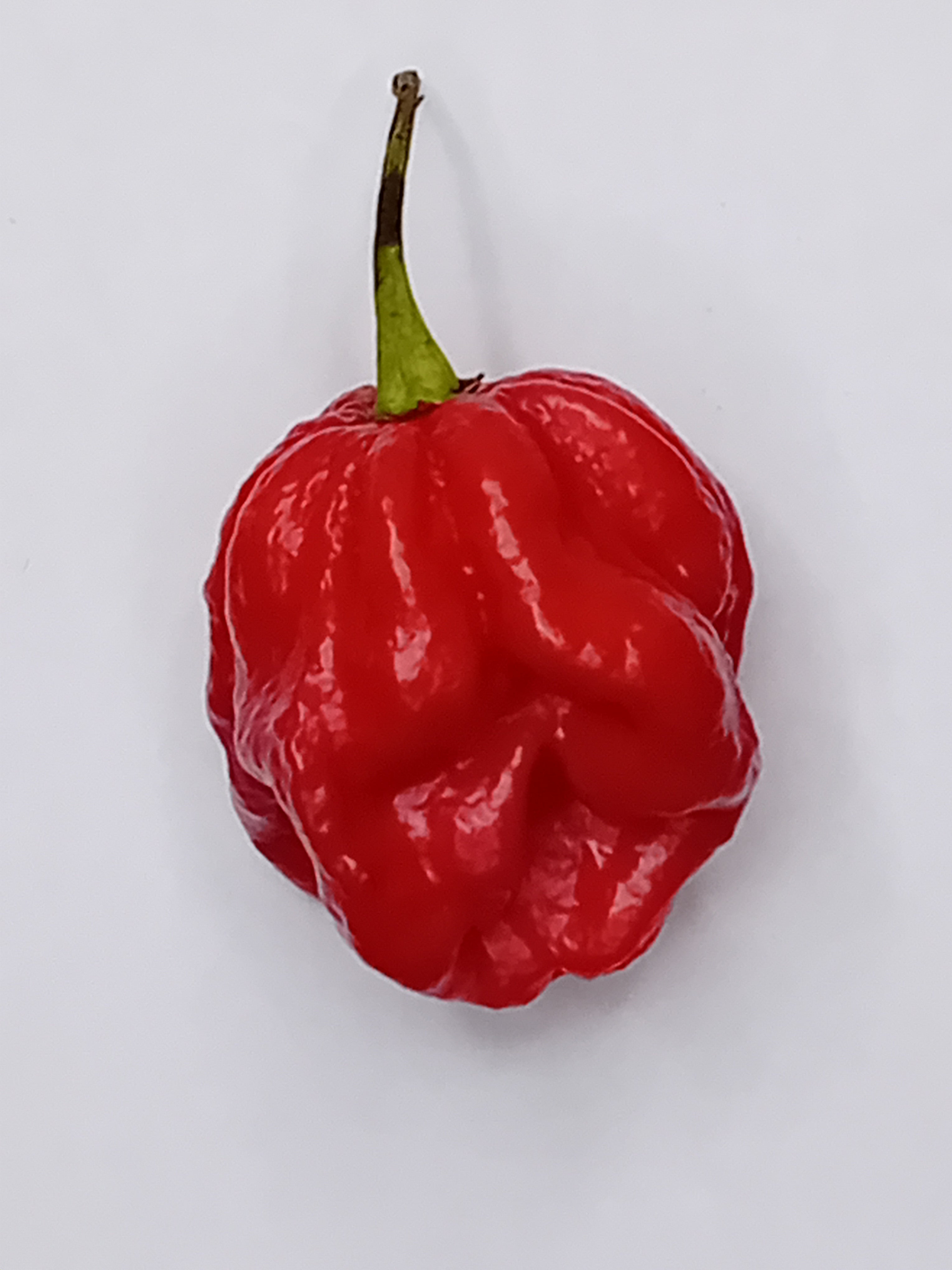 Răsad Ardei - 7 Pot Douglah Red