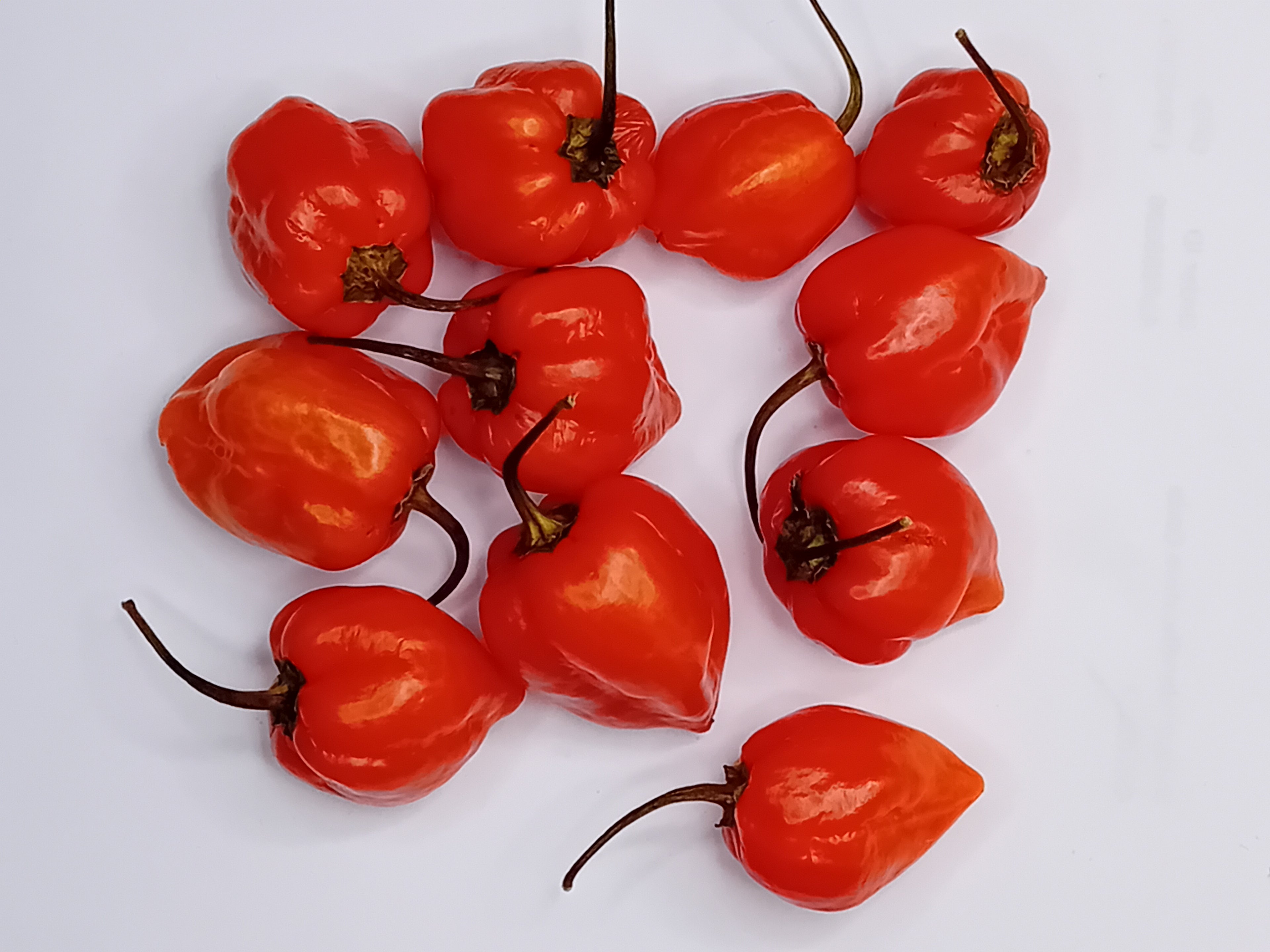 Seminţe Ardei - Habanero Yucatan