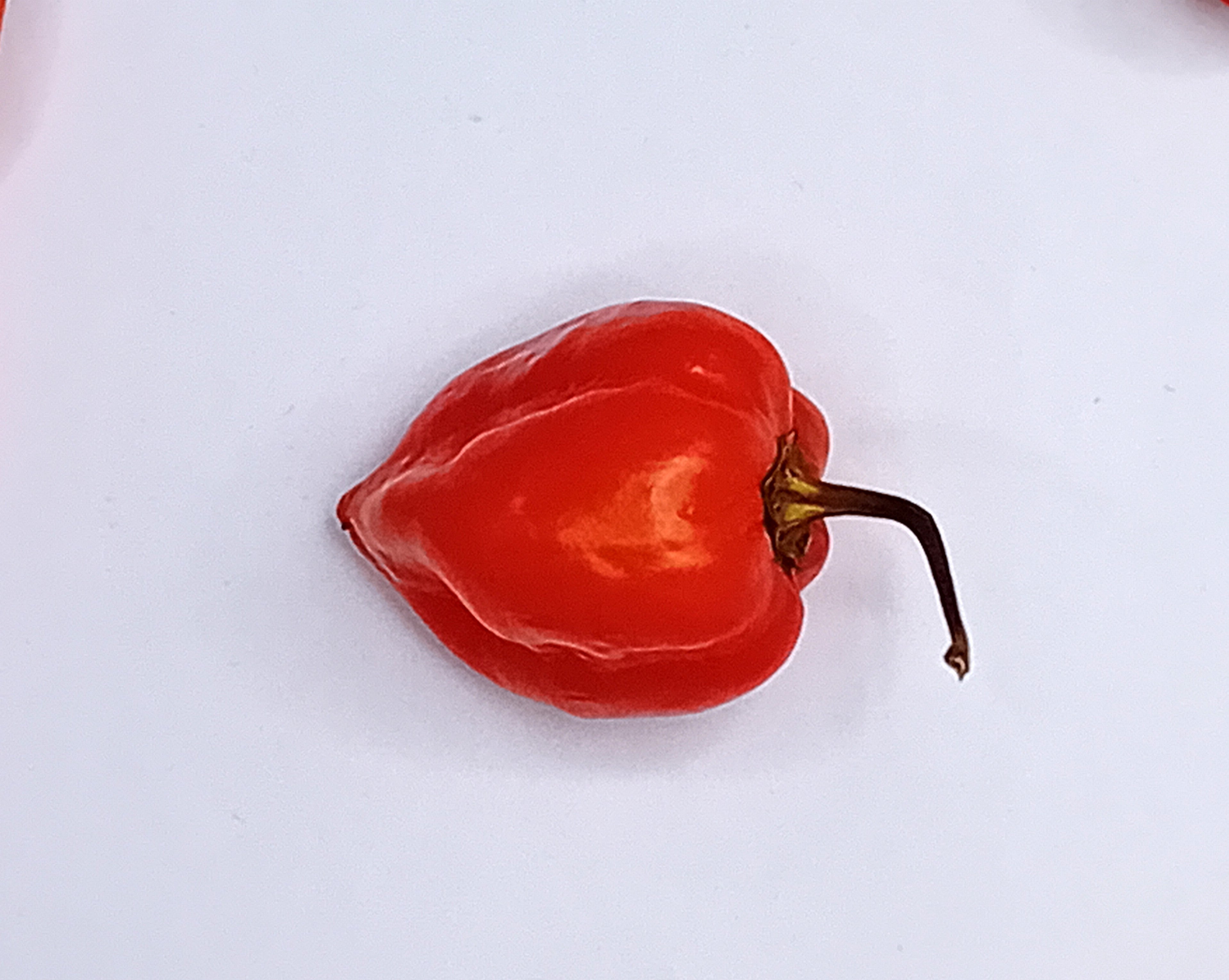 Seminţe Ardei - Habanero Yucatan