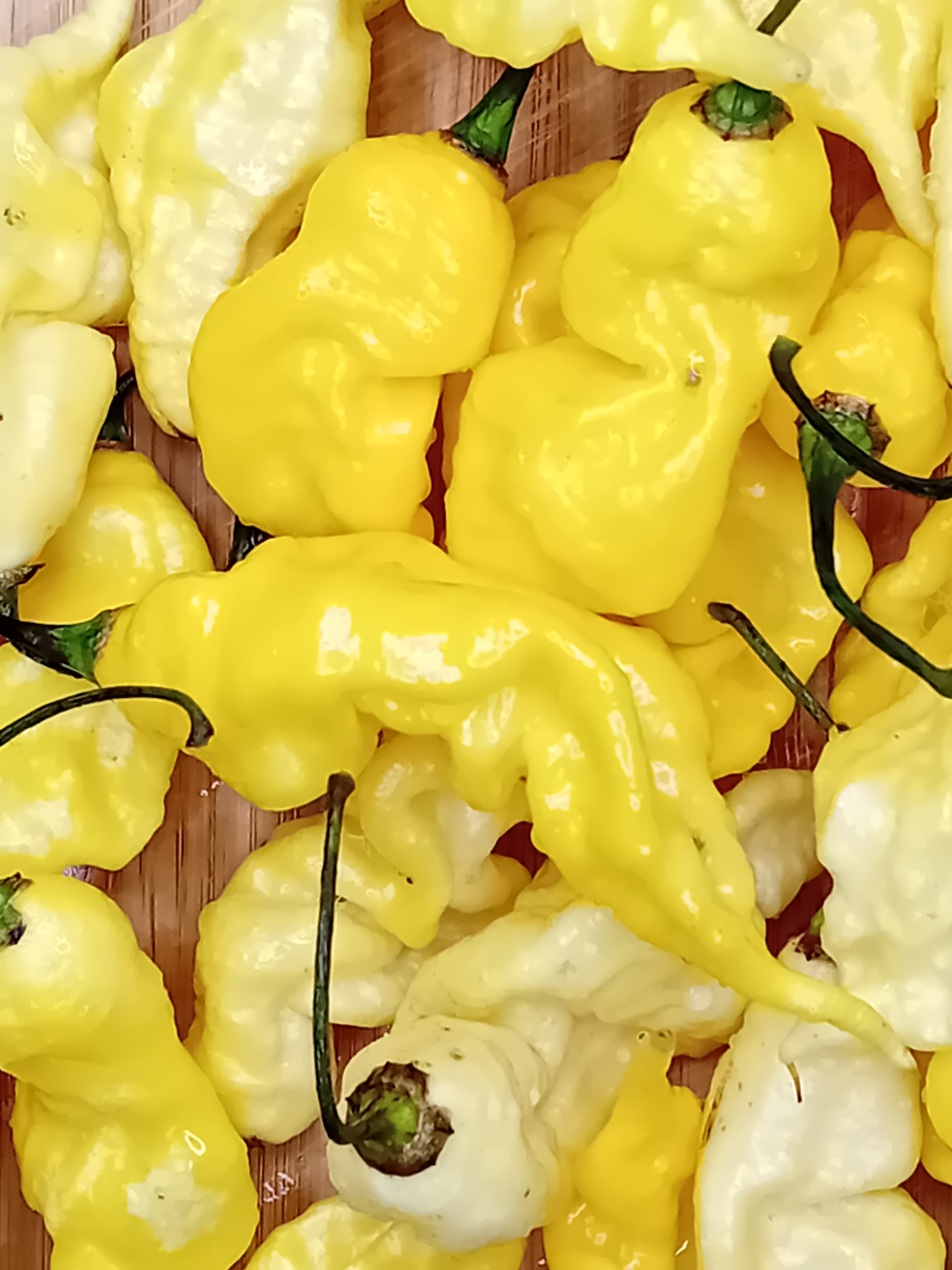 Seminţe Ardei - Primortalii Golden