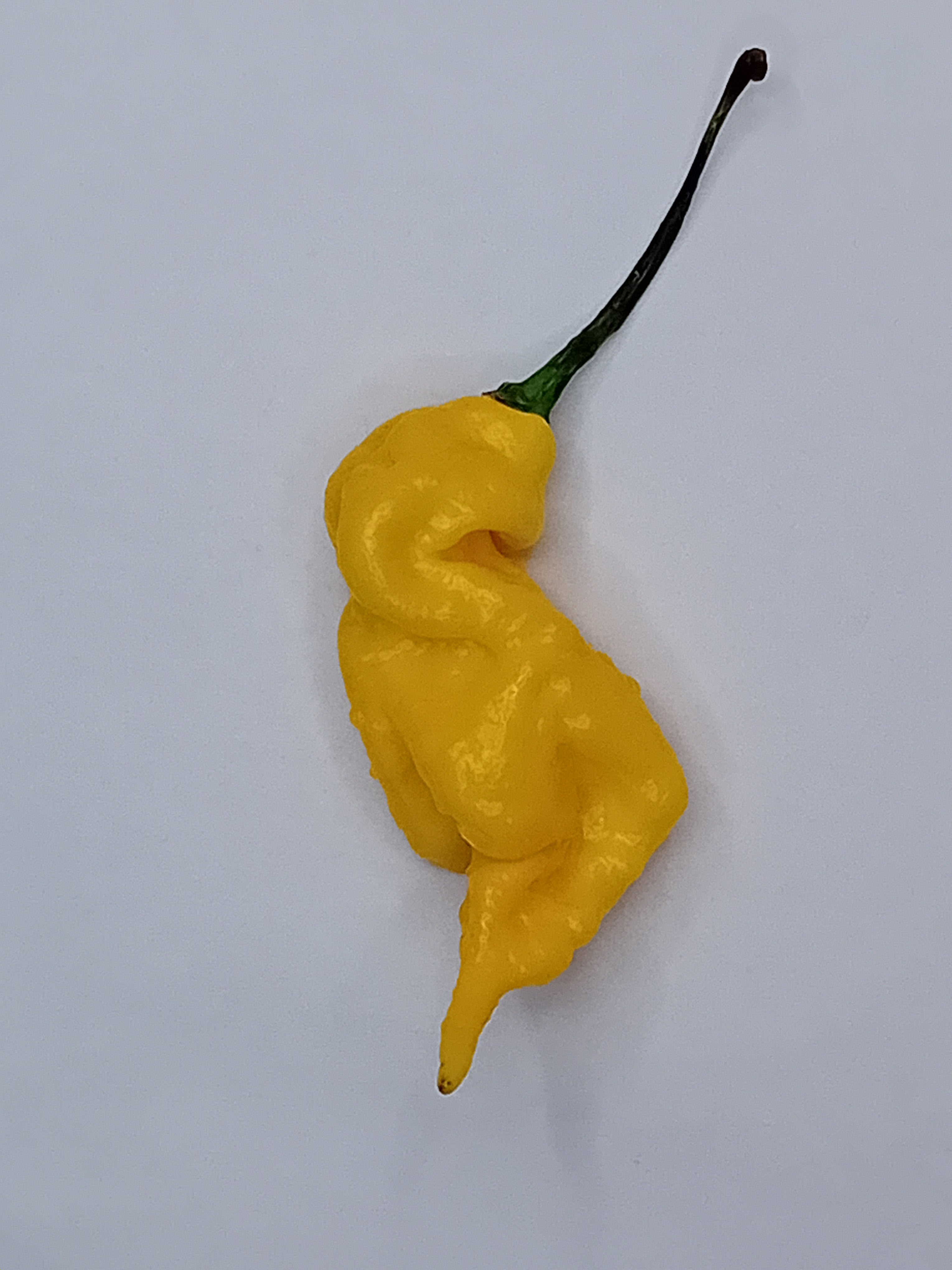 Seminţe Ardei - Primortalii Golden