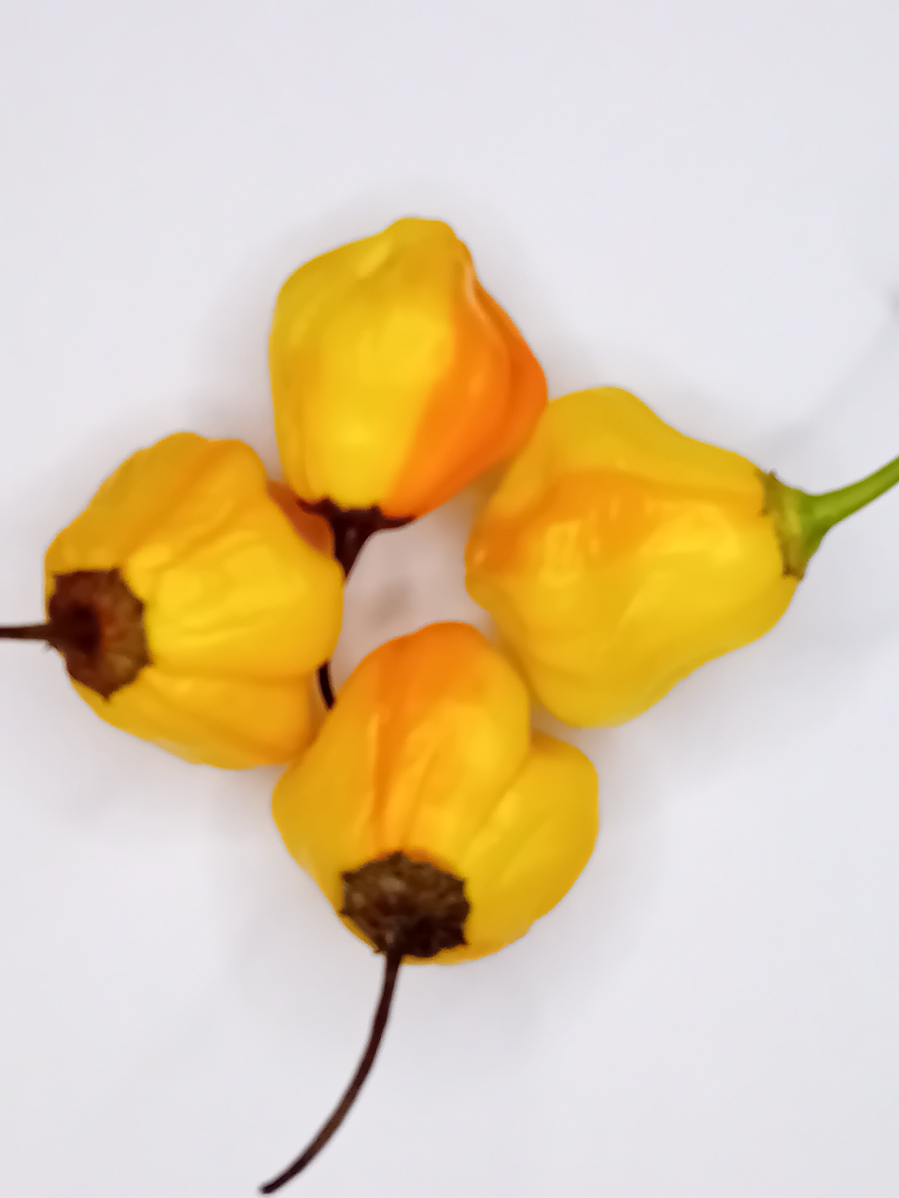 Seminţe Ardei - Peppapeach Stripey