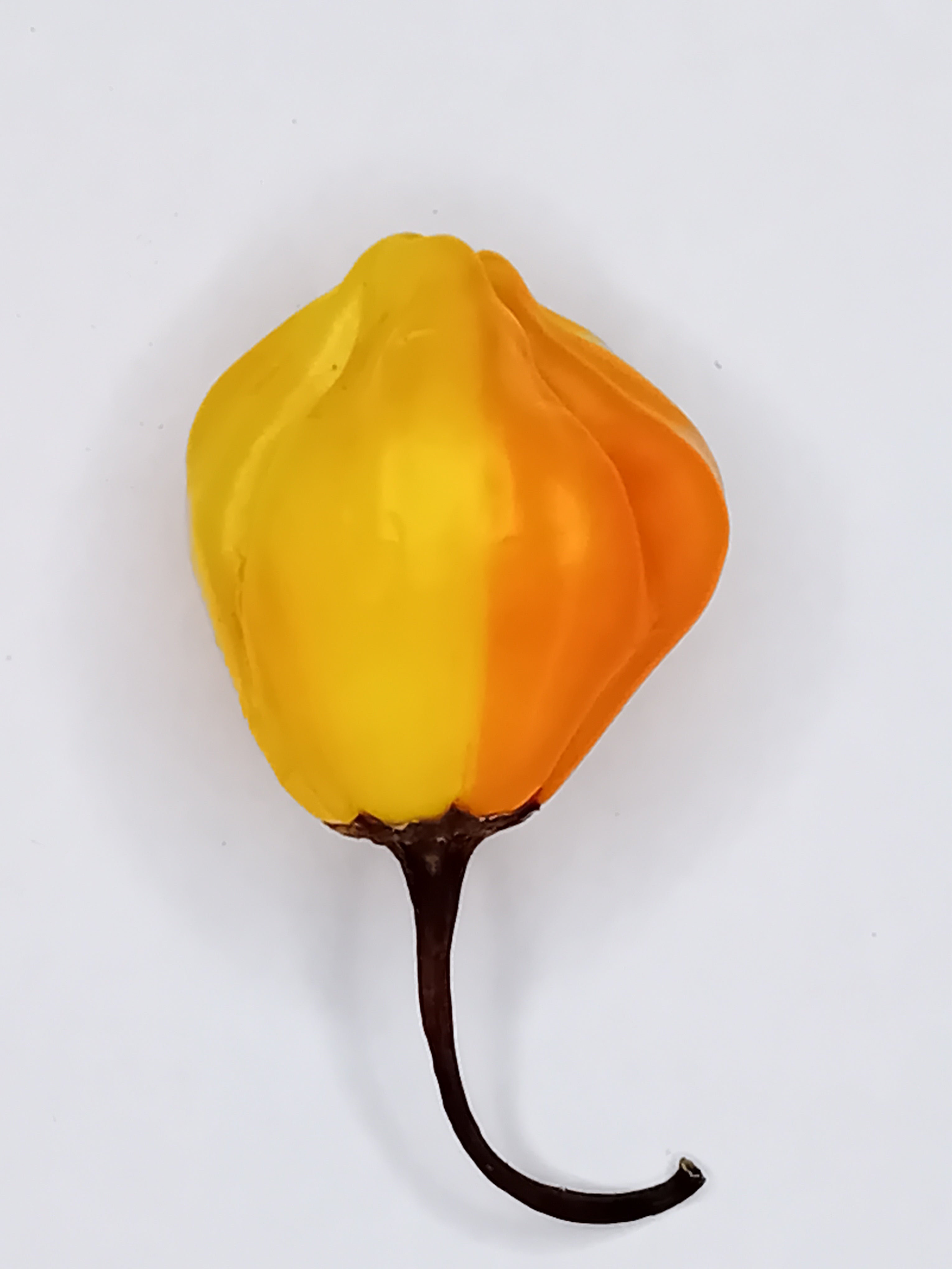 Seminţe Ardei - Peppapeach Stripey