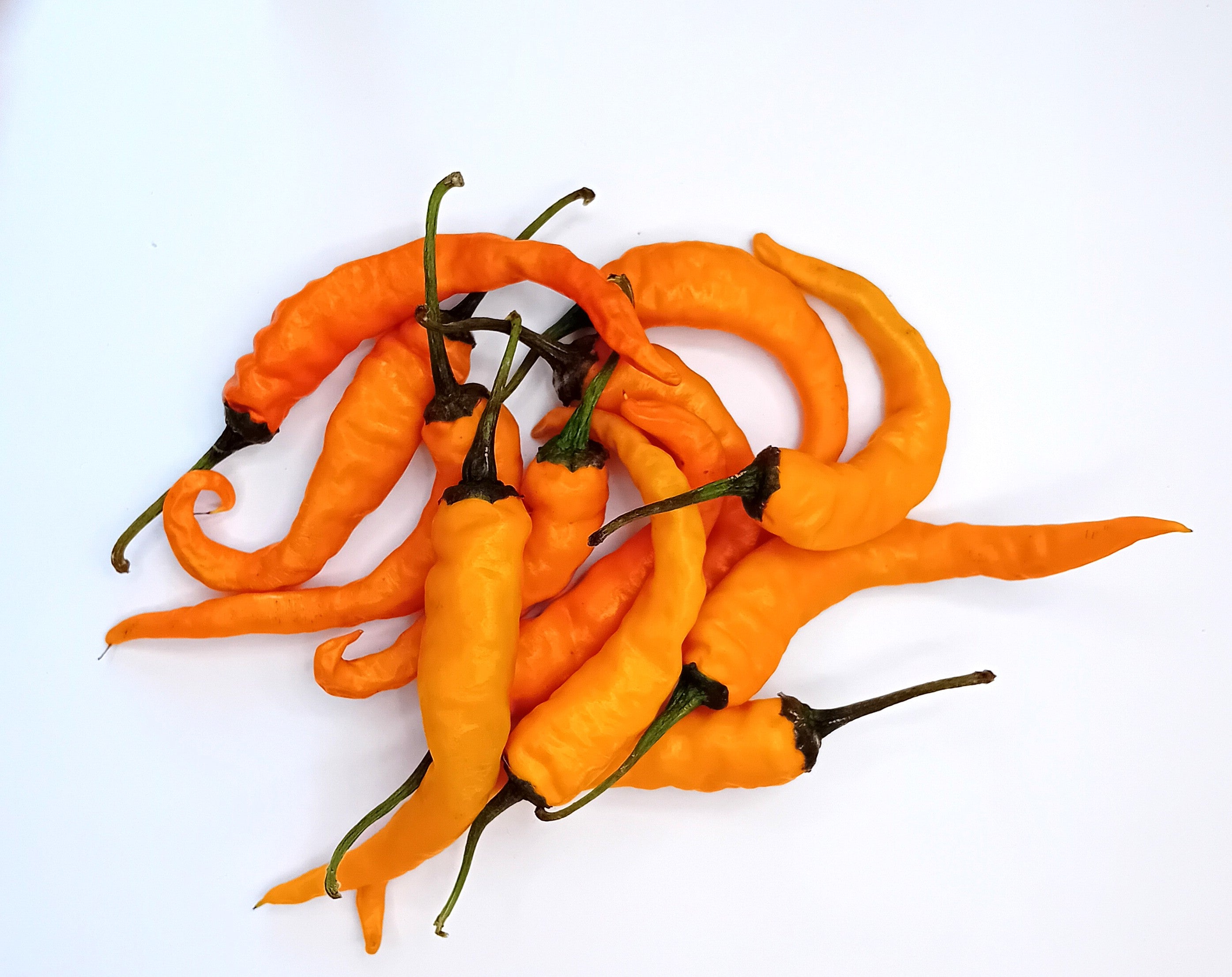 Răsad Ardei - Cayenne Orange