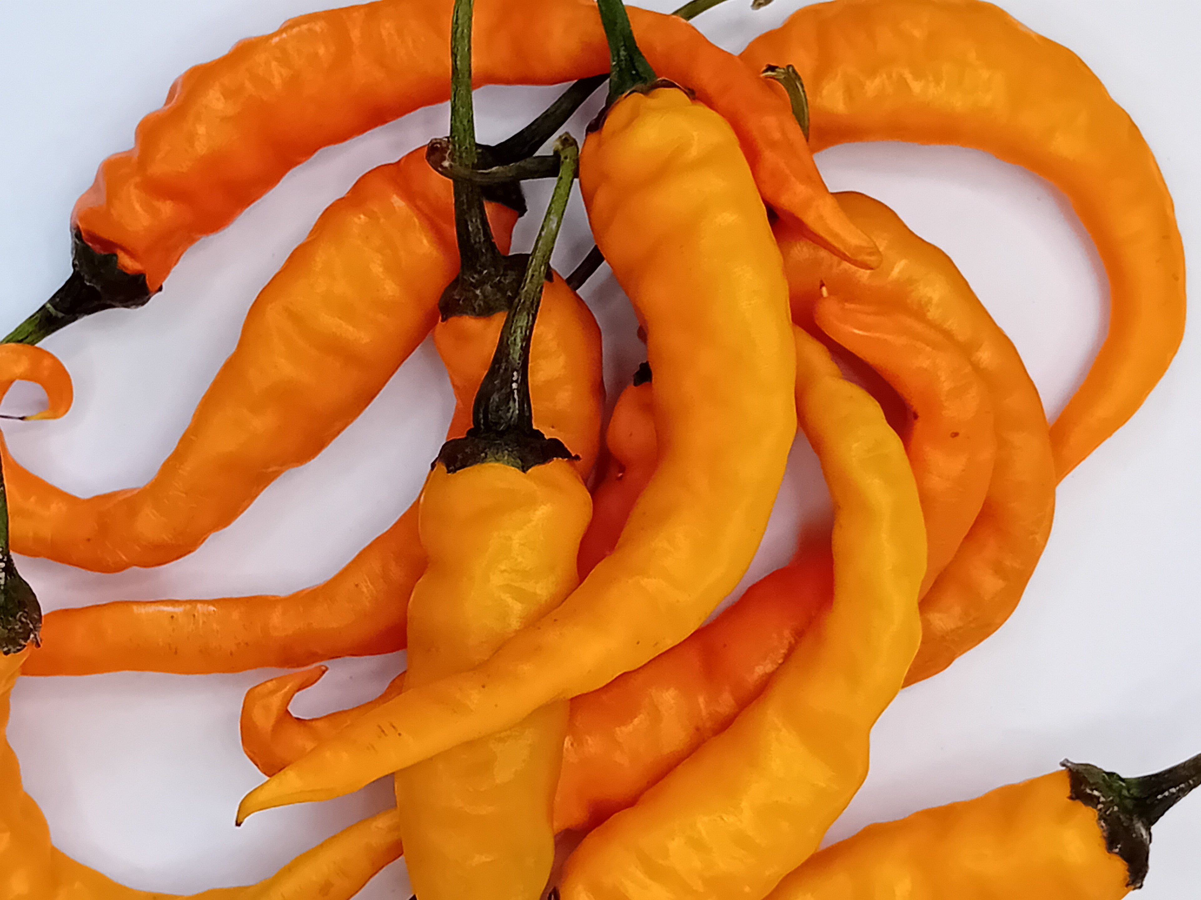 Răsad Ardei - Cayenne Orange