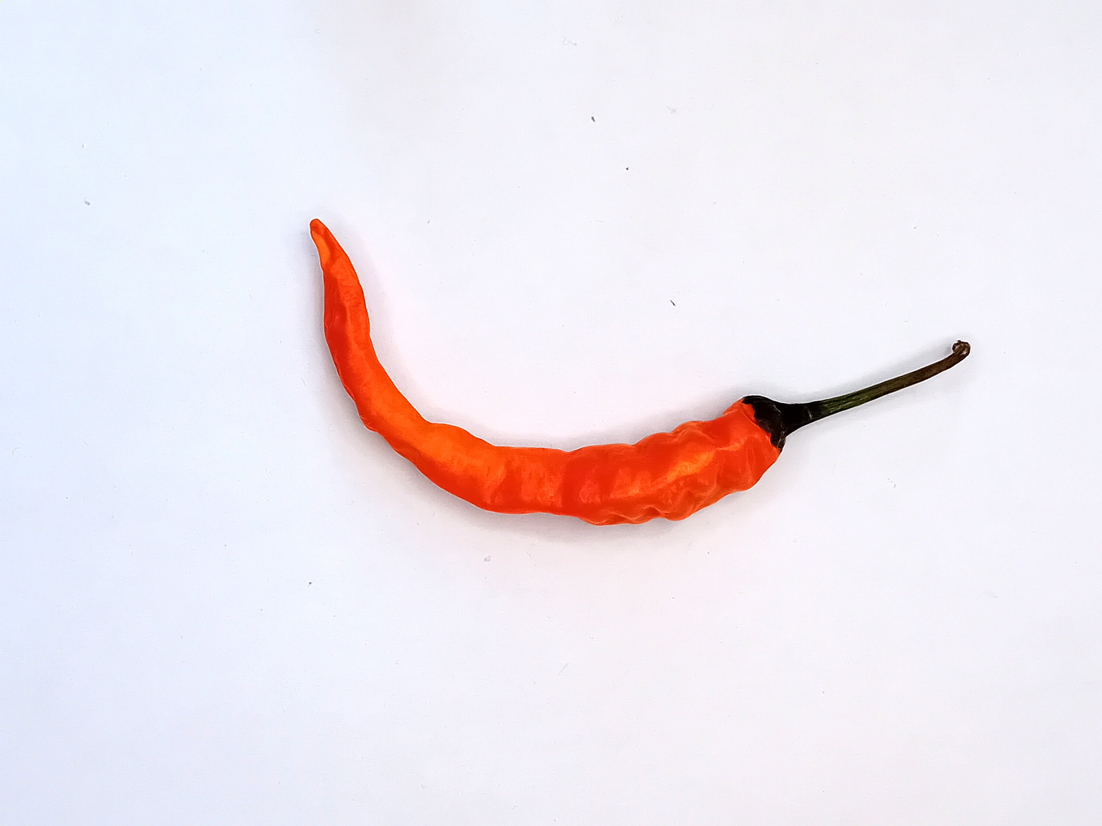 Răsad Ardei - Cayenne Orange