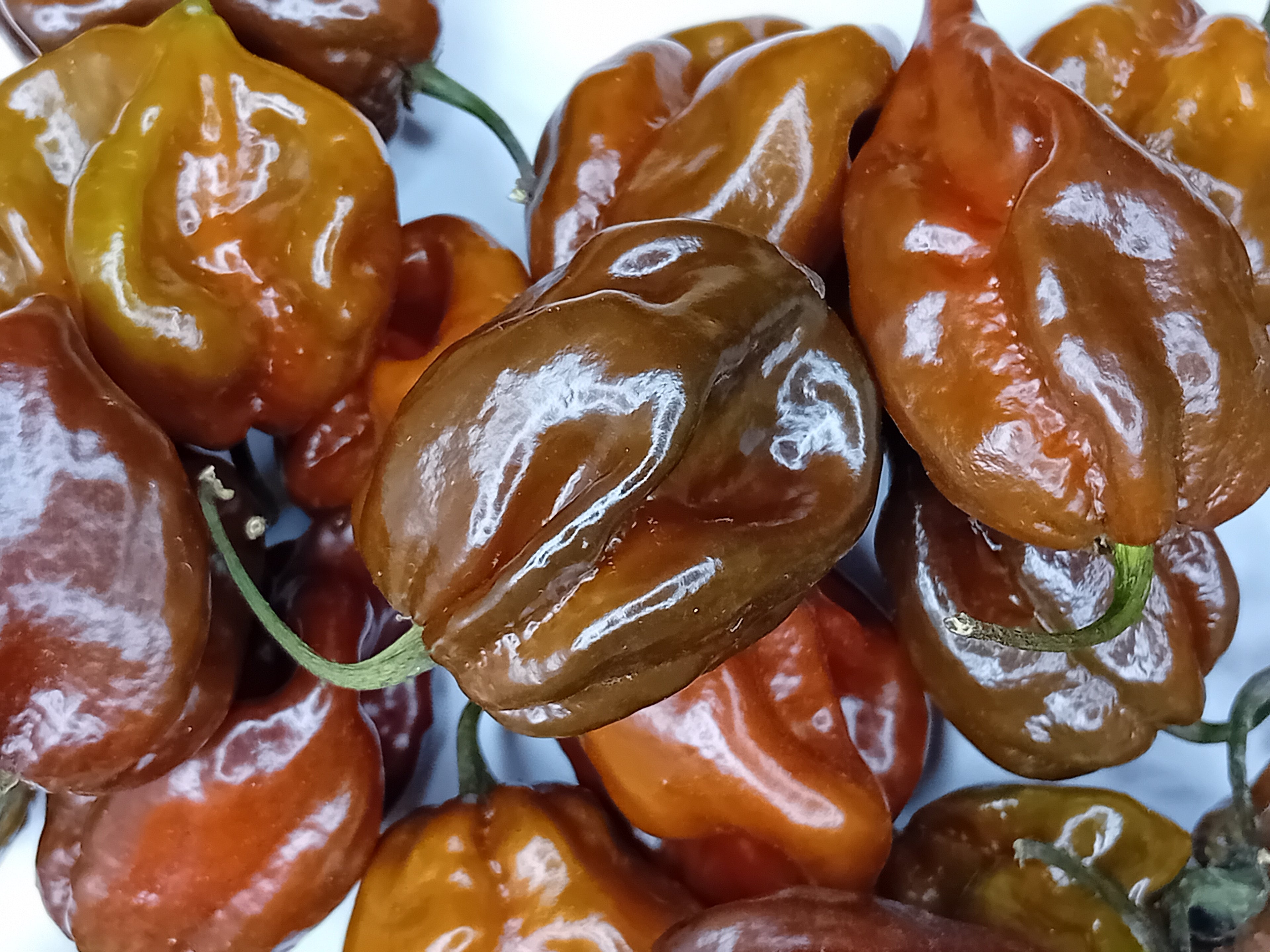 Seminţe Ardei - Guadalupe Black