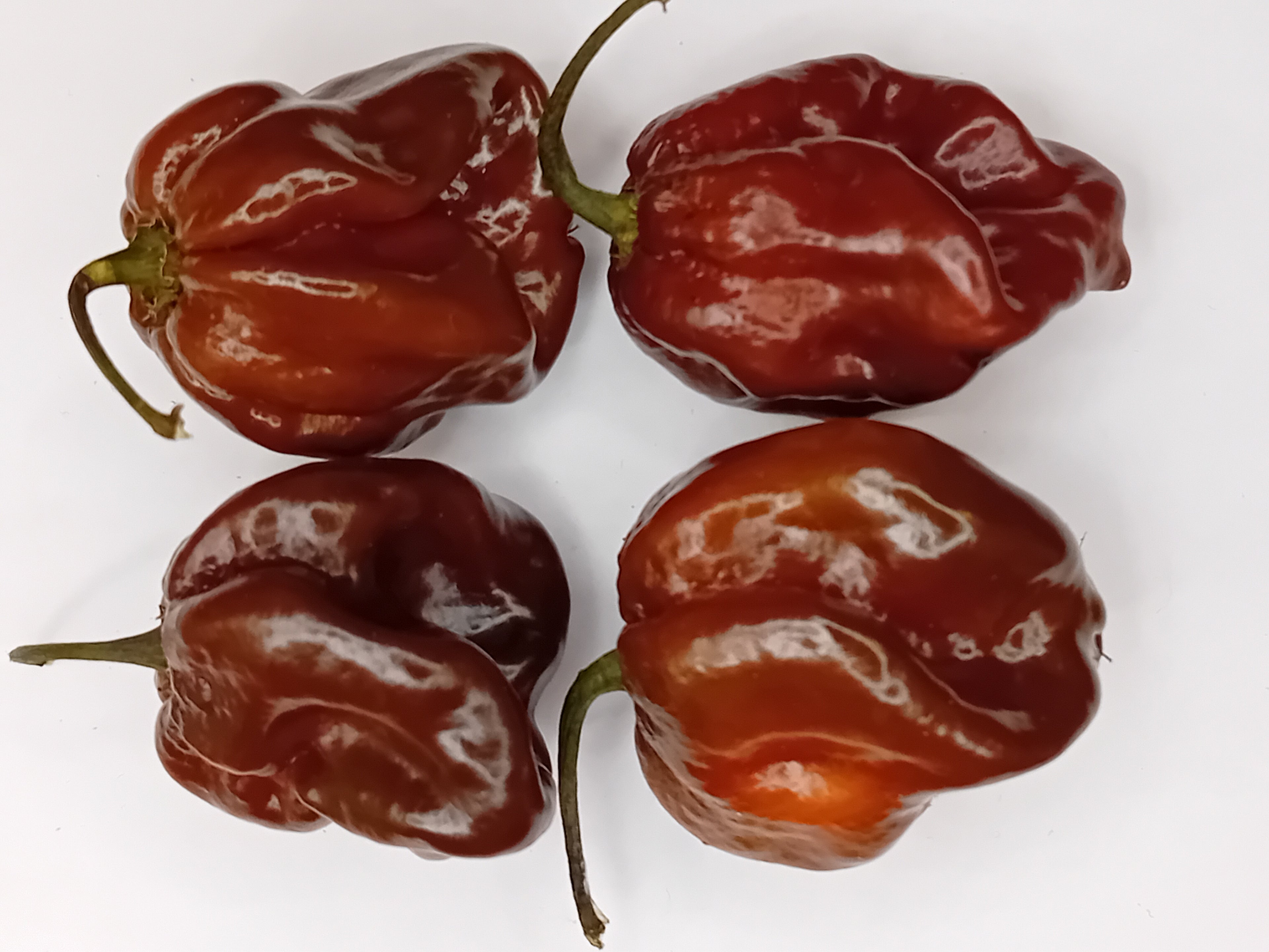 Răsad Ardei - Guadalupe Black