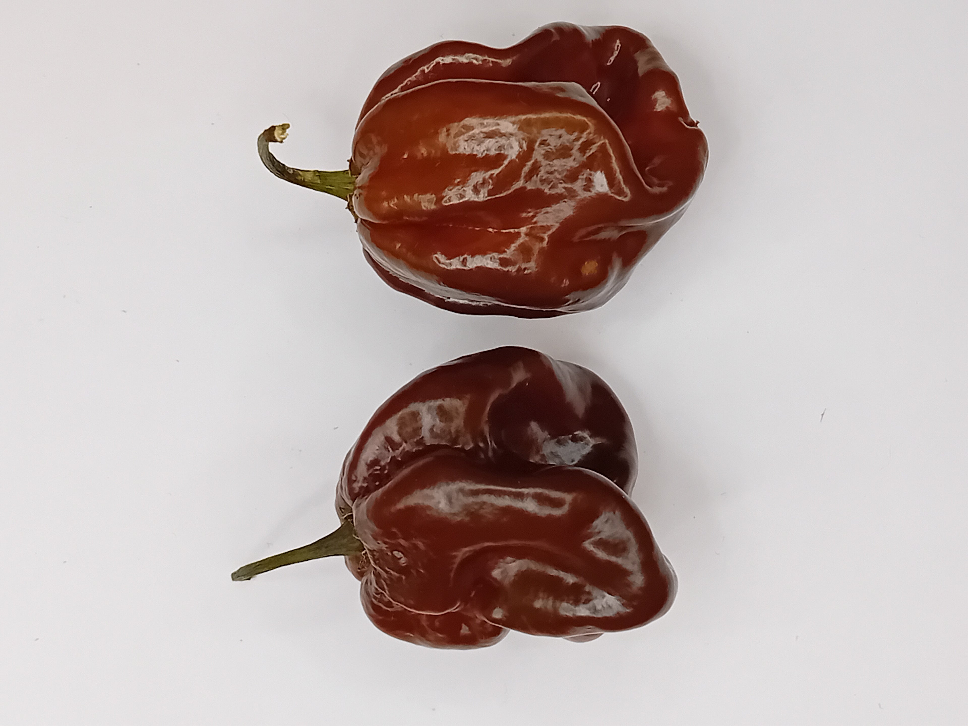 Răsad Ardei - Guadalupe Black