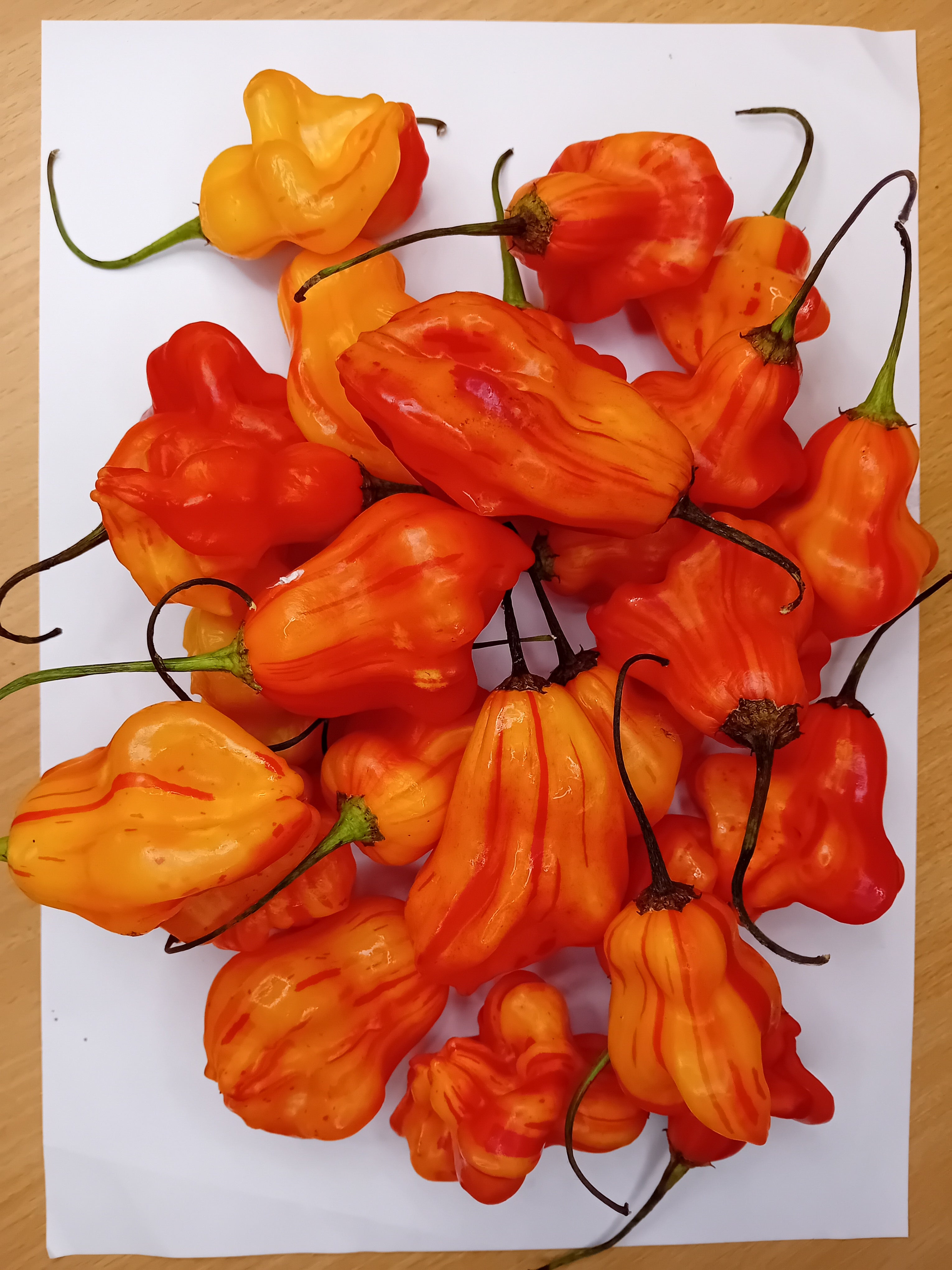 Seminţe Ardei - Zébrange