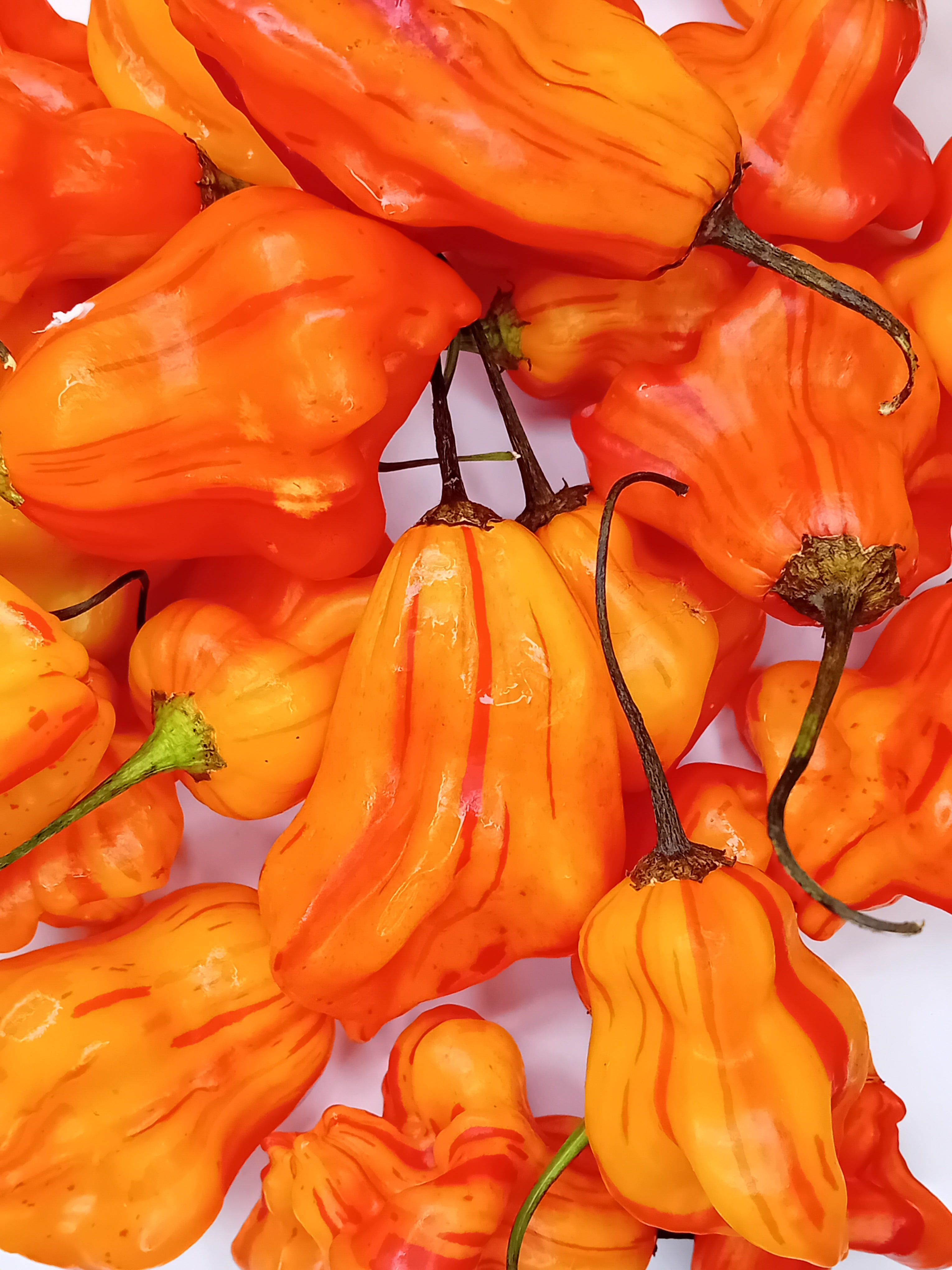 Seminţe Ardei - Zébrange