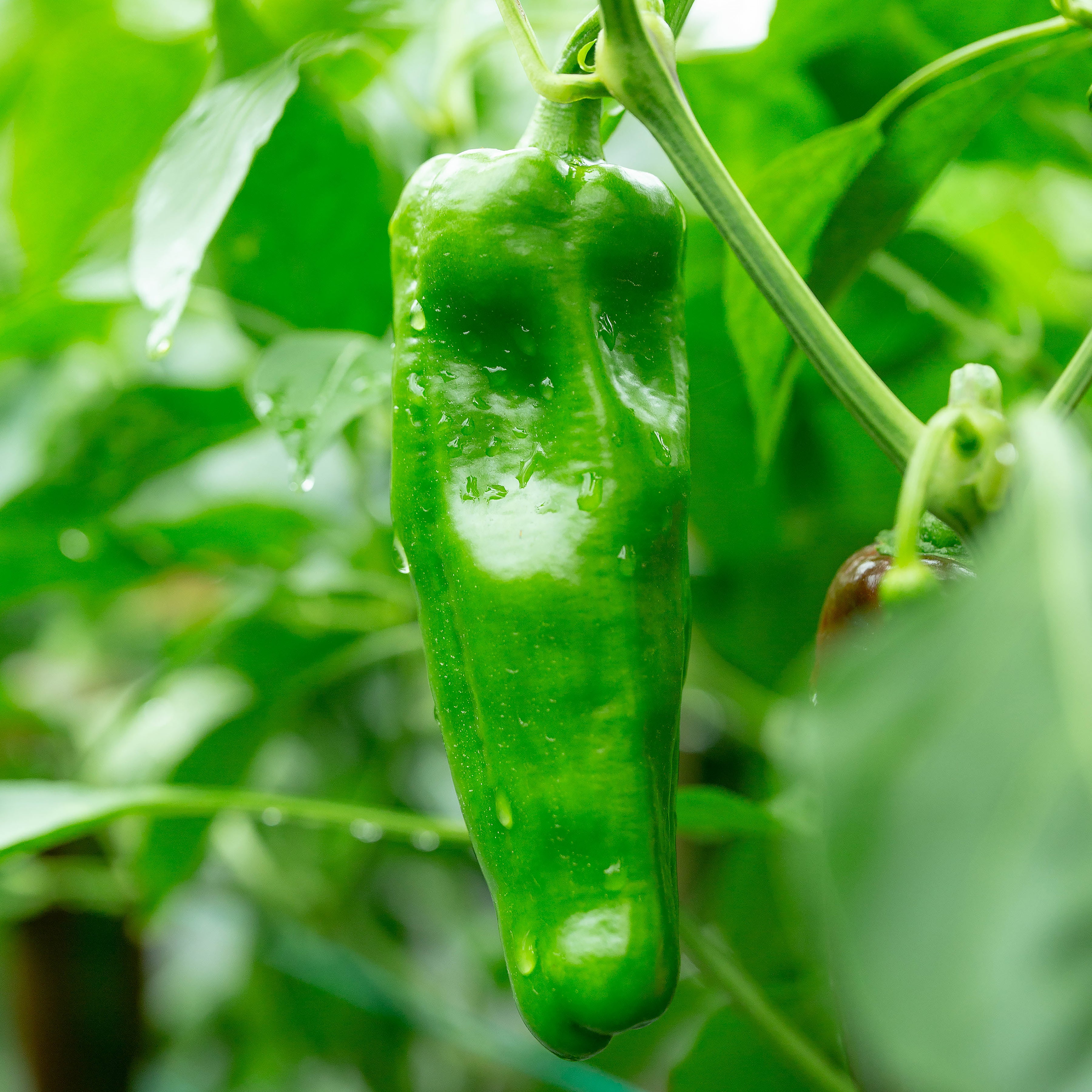 Ardei - Pimiento de Padrón