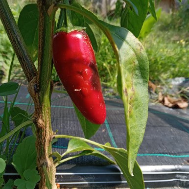 Răsad Ardei - Jalapeno Red M