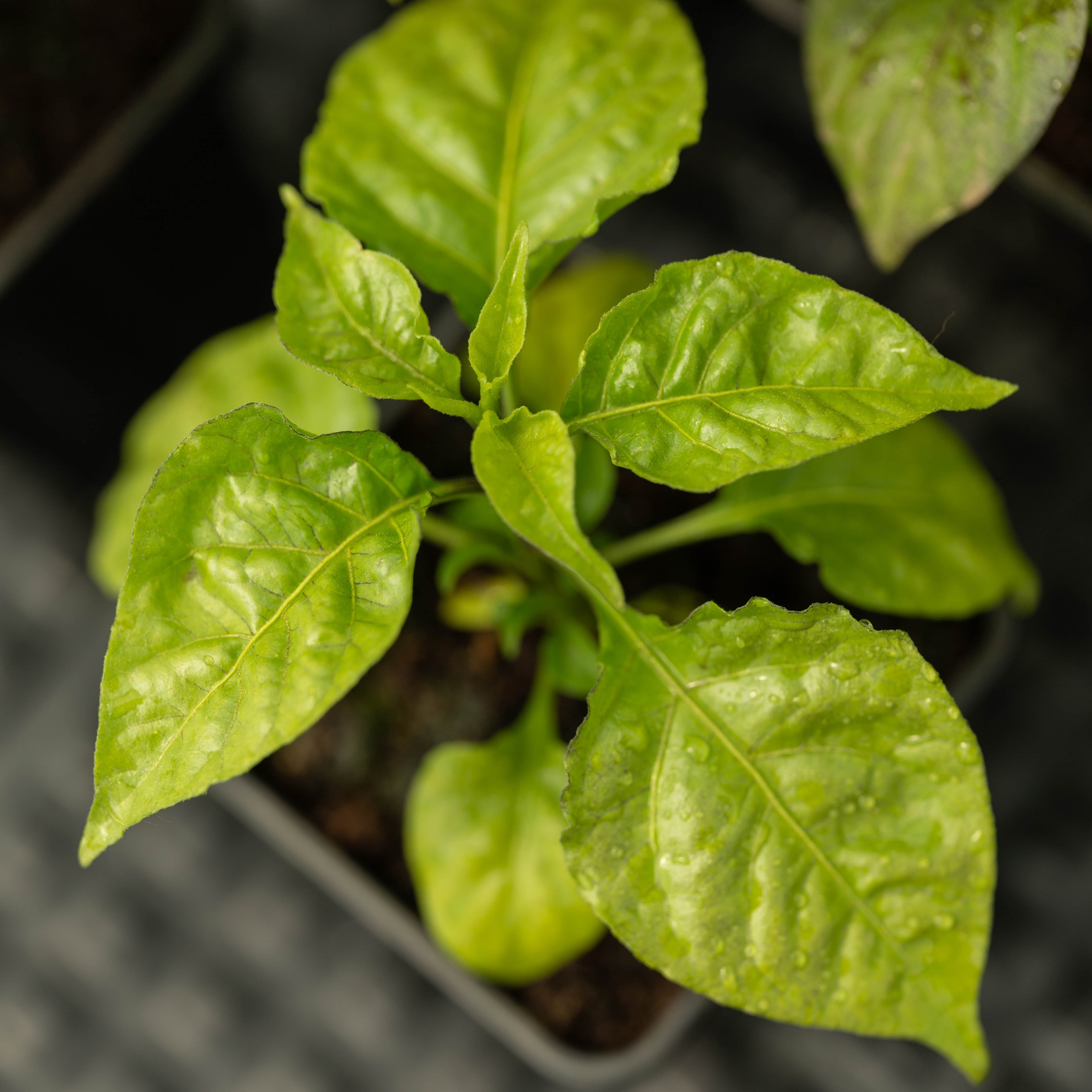7 pot douglah plant Pepper Seedlings - 7 Pots Douglah Chocolate – Ardei Aprig