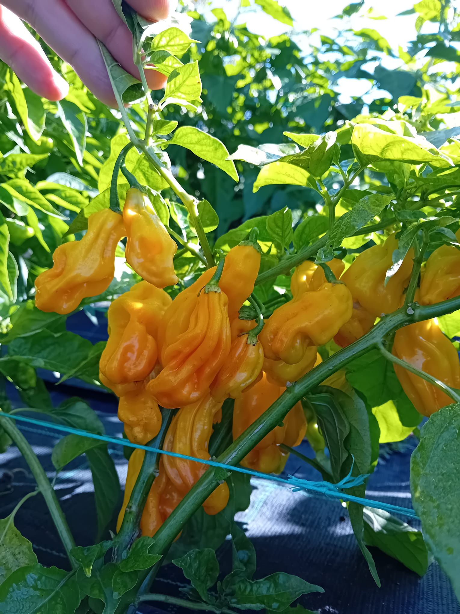 Pepper Seedling - Gorongong