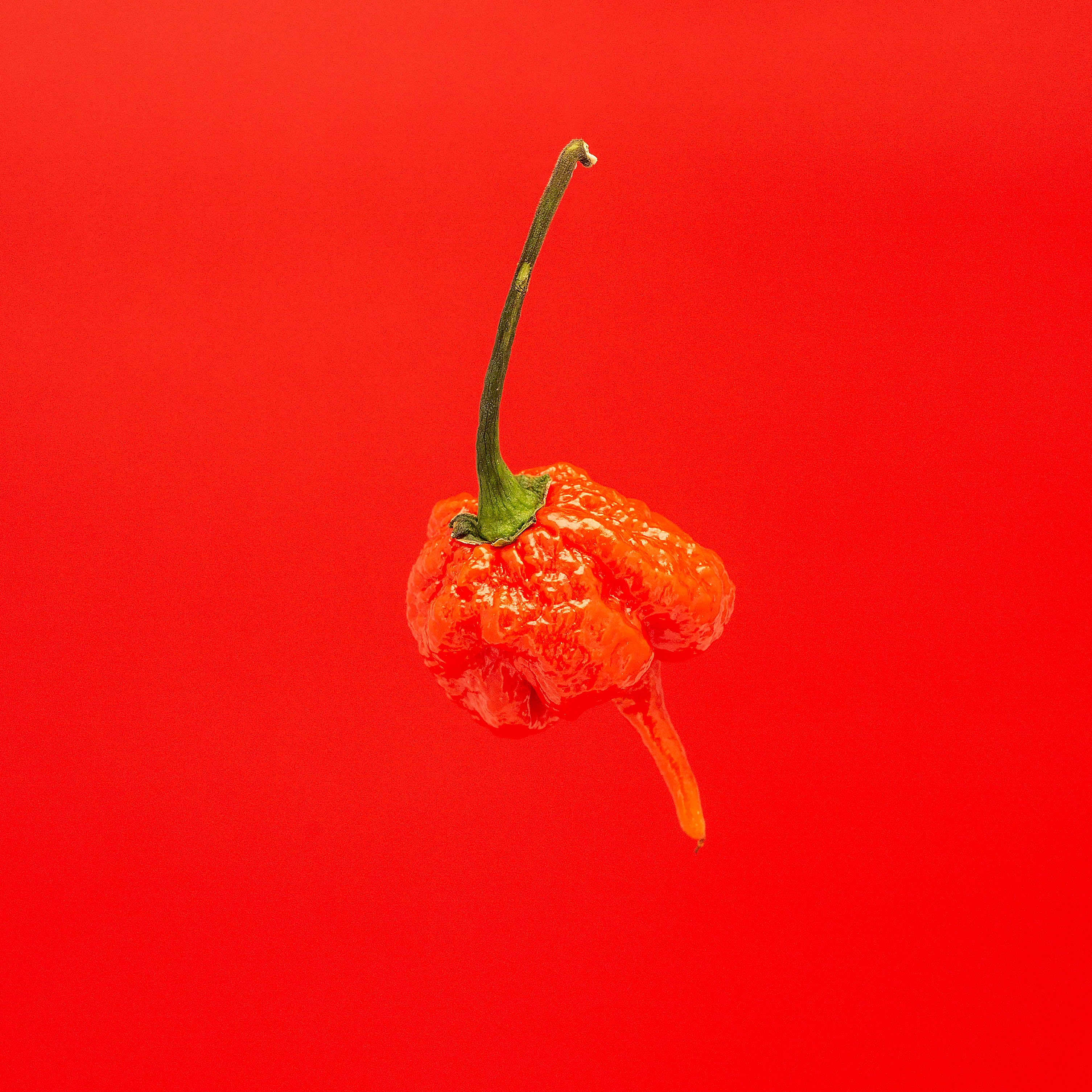 Ardei - Carolina Reaper Red