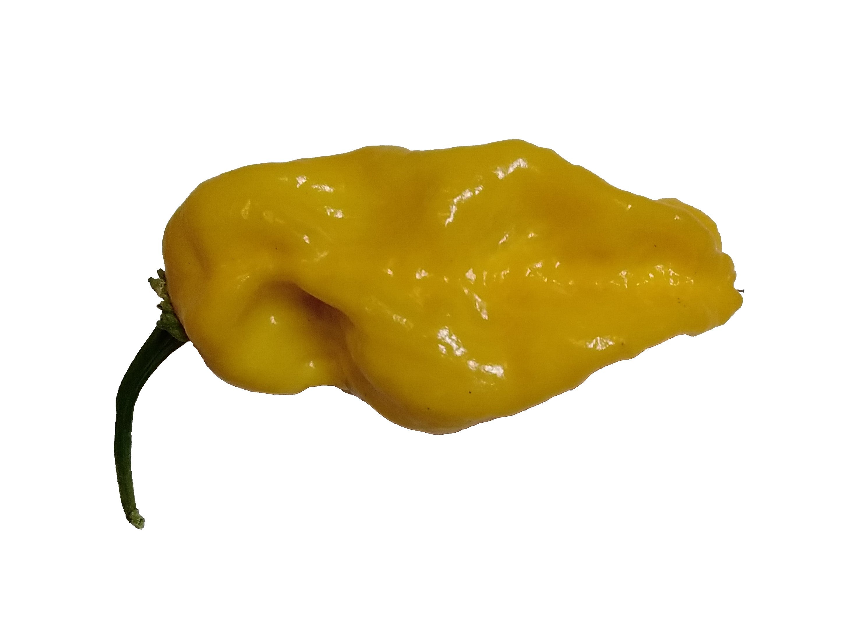 Răsad Ardei - 7 Pot Congo SR Gigantic Yellow