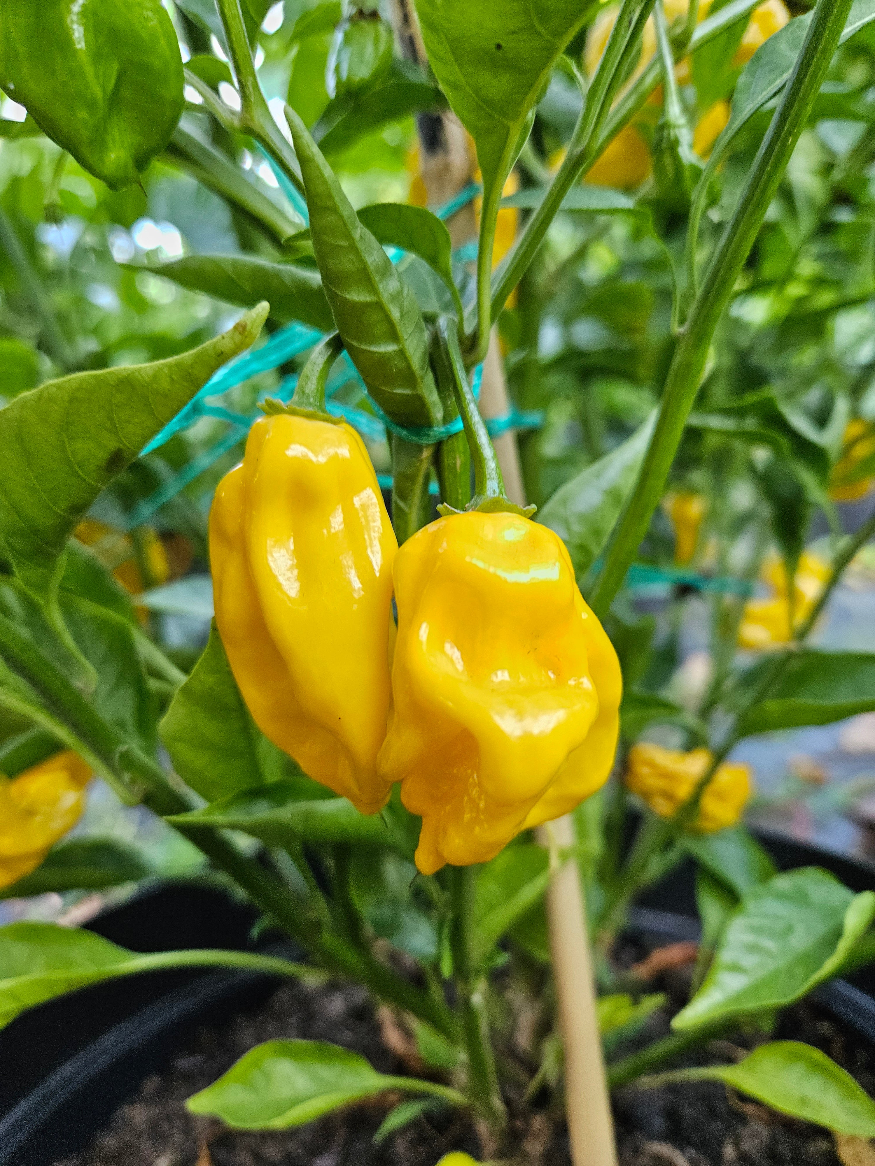 Răsad Ardei - 7 Pot Congo SR Gigantic Yellow