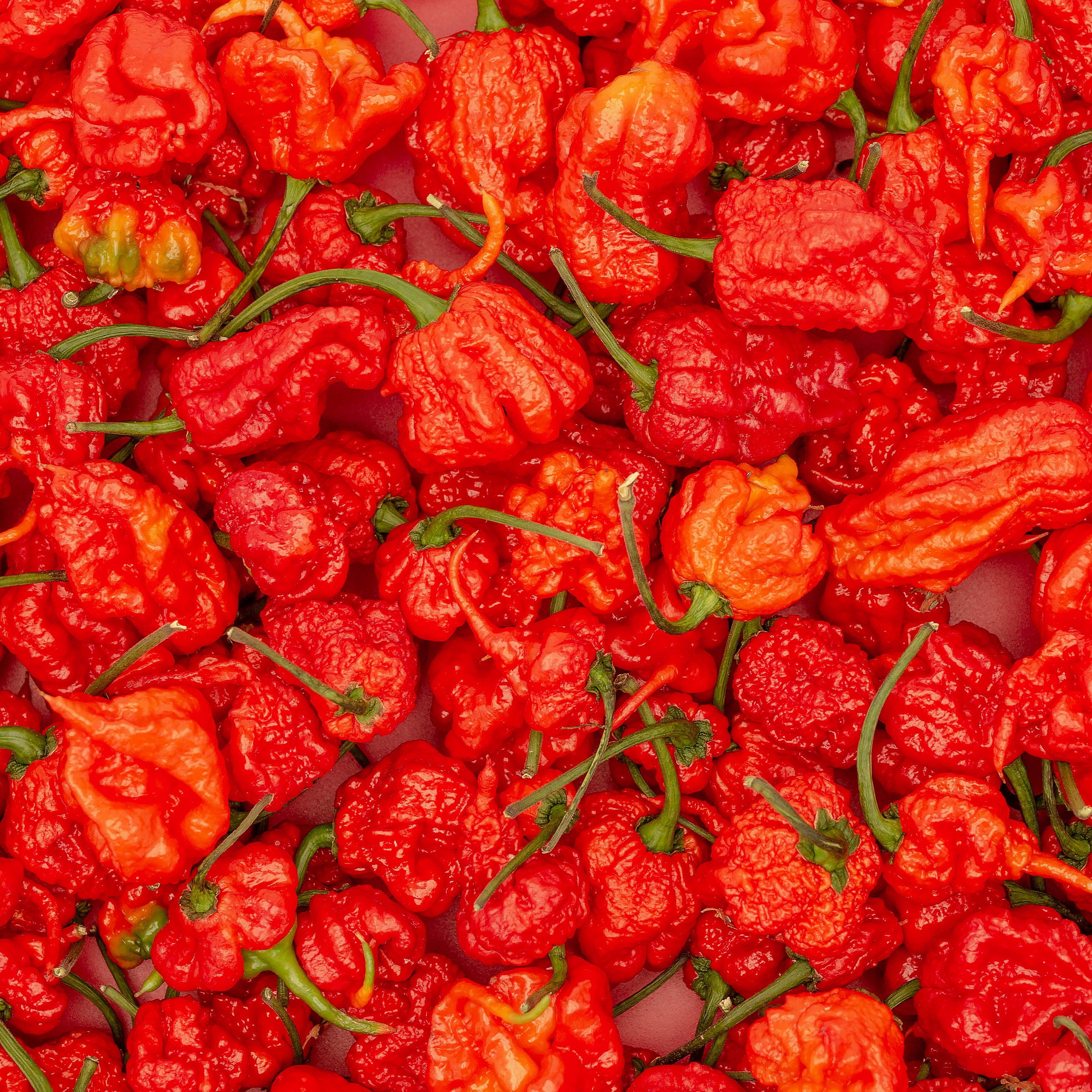 Ardei - Carolina Reaper Red