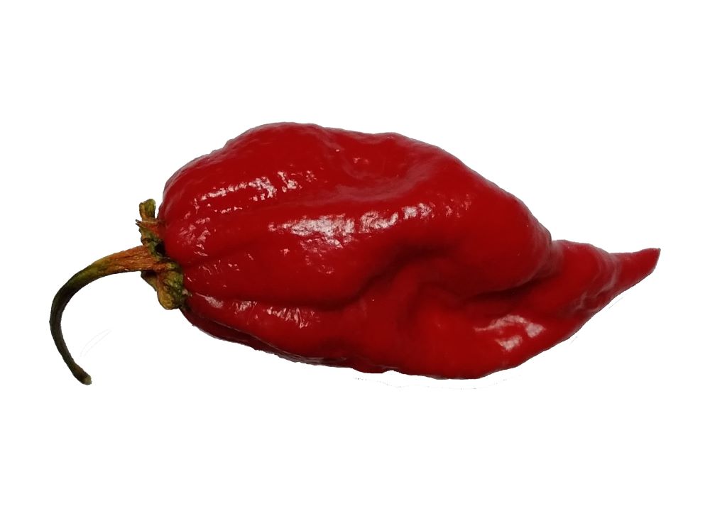 Răsad Ardei - 7 Pot BBG Red