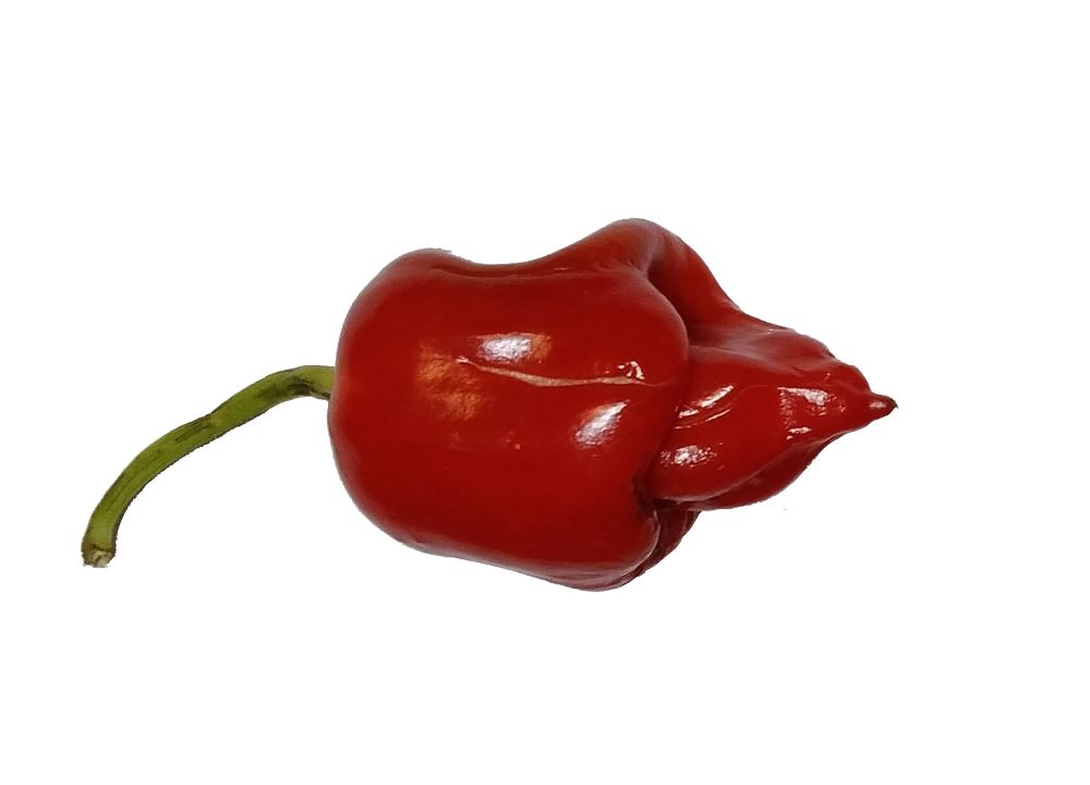 Răsad Ardei - 7 Pot Primo x Aji Lemon Drop