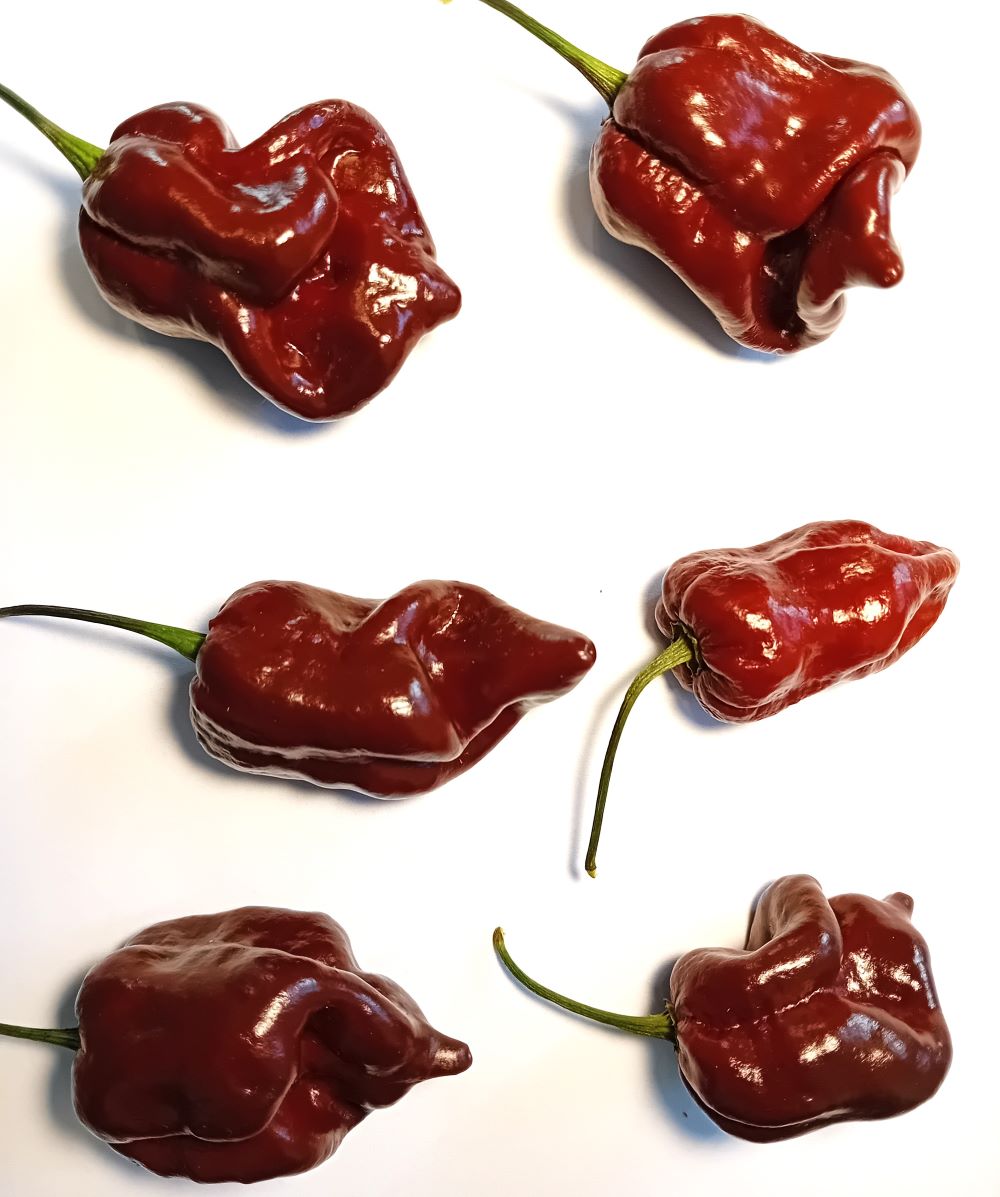 Răsad Ardei - 7 Pot Chocolate