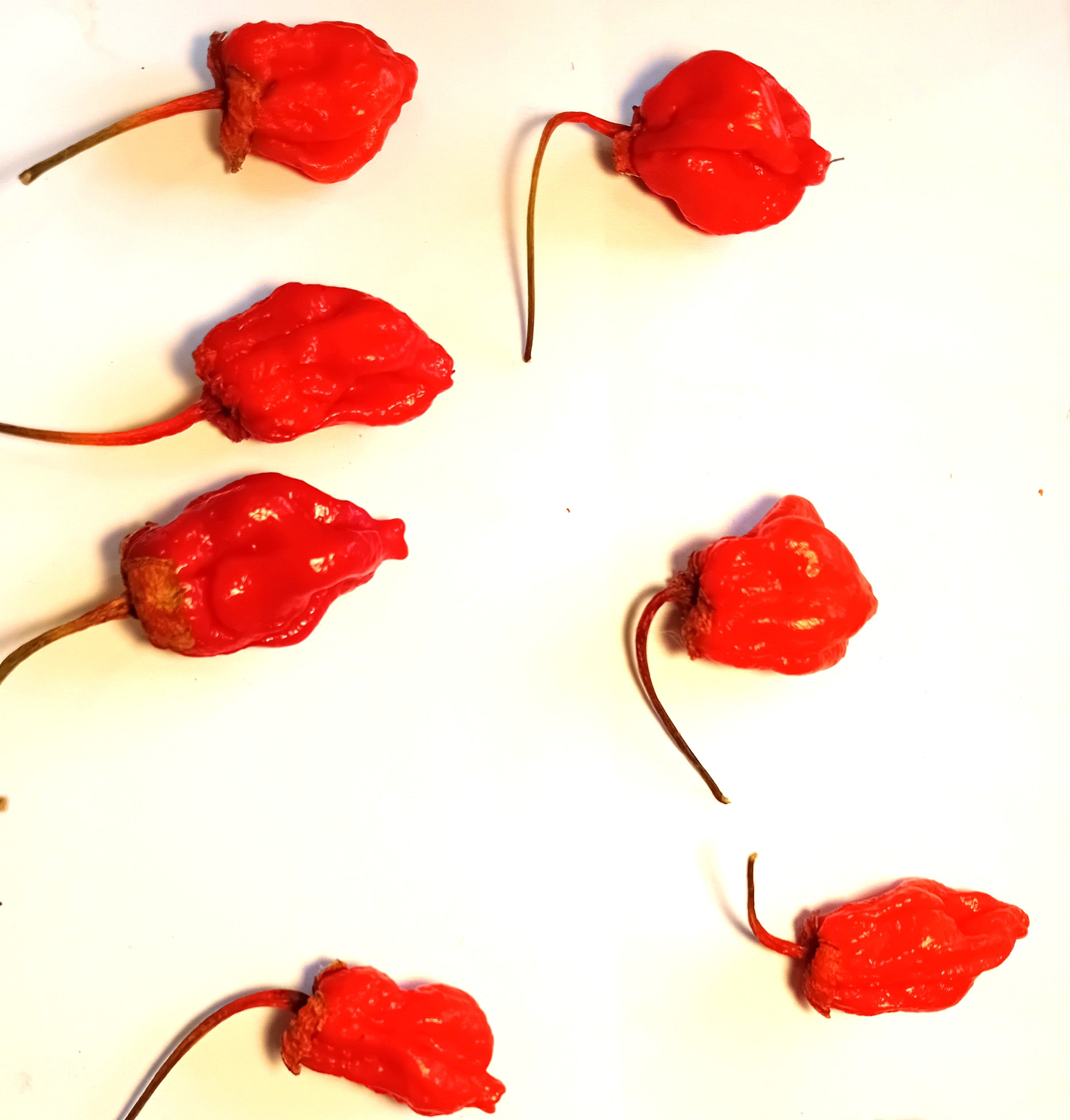 Răsad Ardei - 7 Pot BBG Mini Red